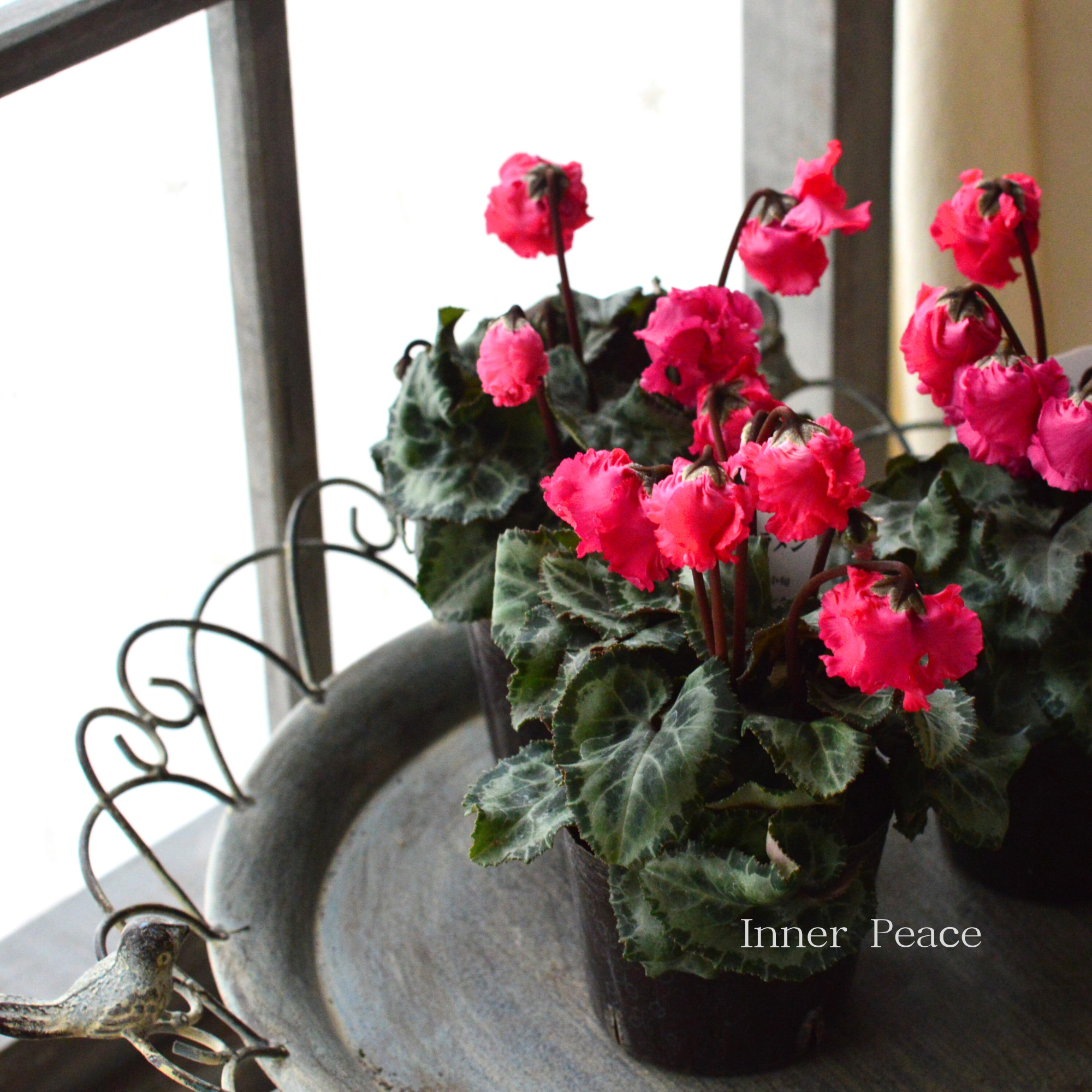 【かわいい】 ミニシクラメン　『クロシェット・ピンク系』　3.5寸POT