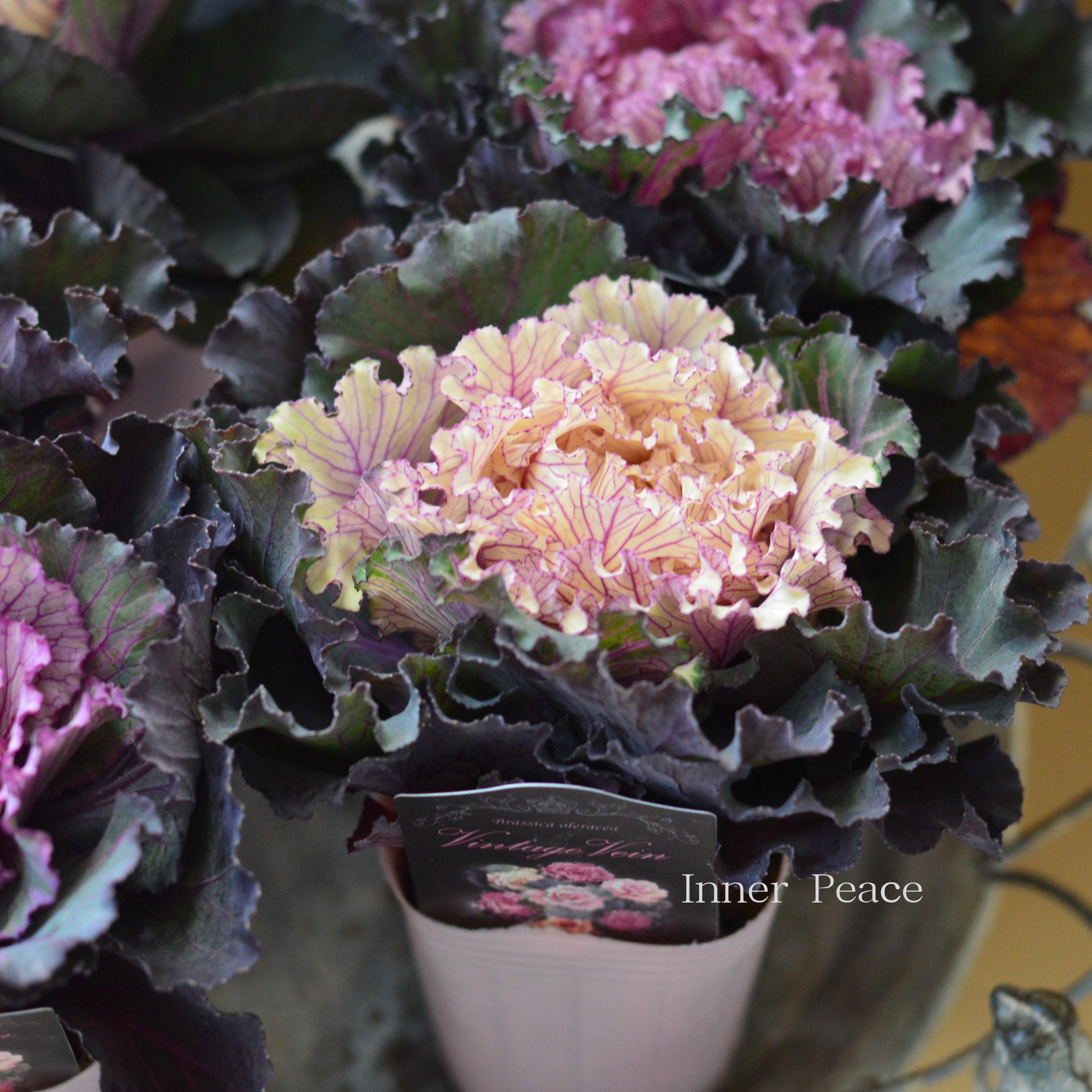 【美しい】 葉牡丹　『ヴィンテージベイン・フリル』  2.5寸POT