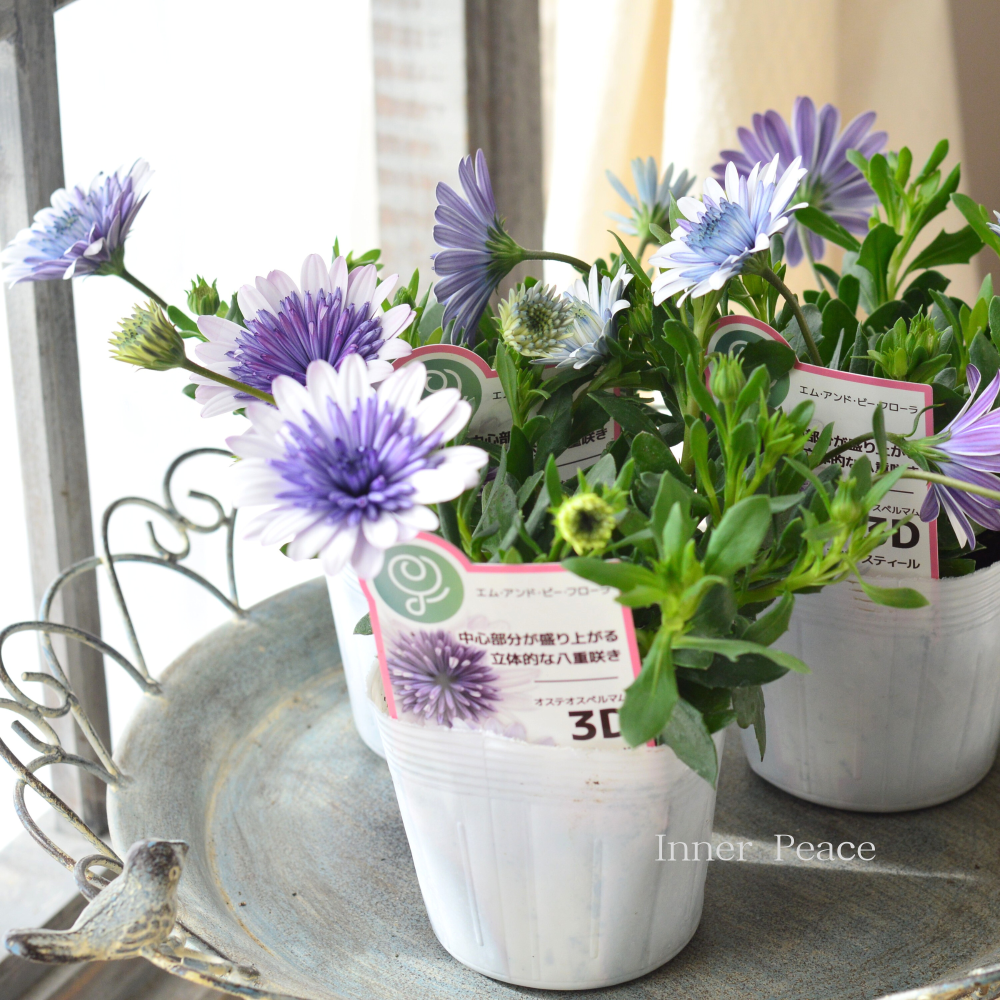 八重咲き】 オステオスペルマム 『3D・ブルースティール』 3.5寸POT