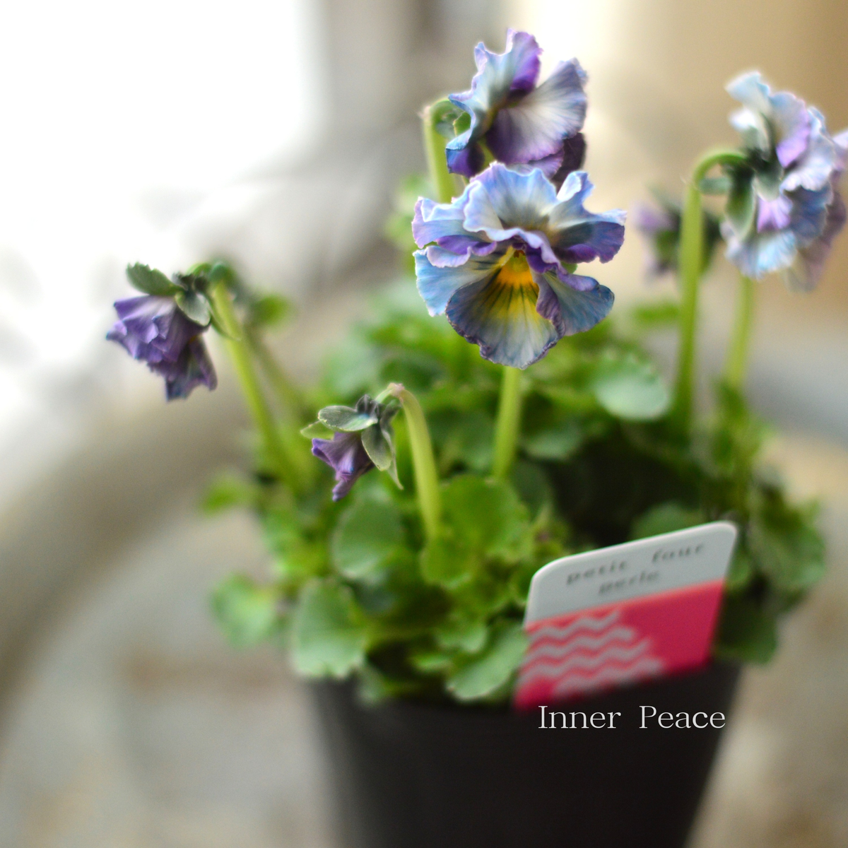 25acab86286cd09fcdc5f3b6bd697c