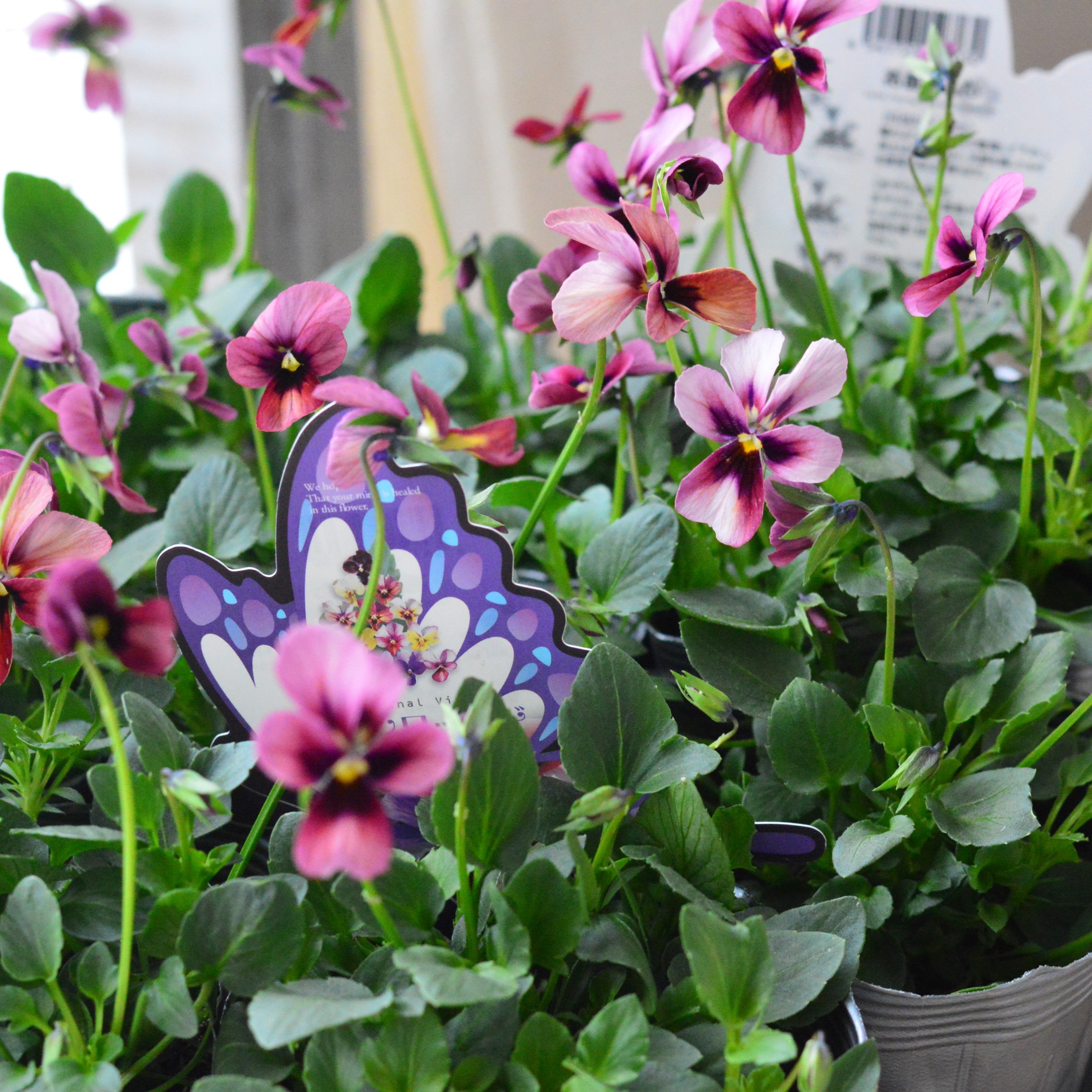 【うえたさん育種】 ビオラ 『パピヨンワールド・A』　　3.5寸POT