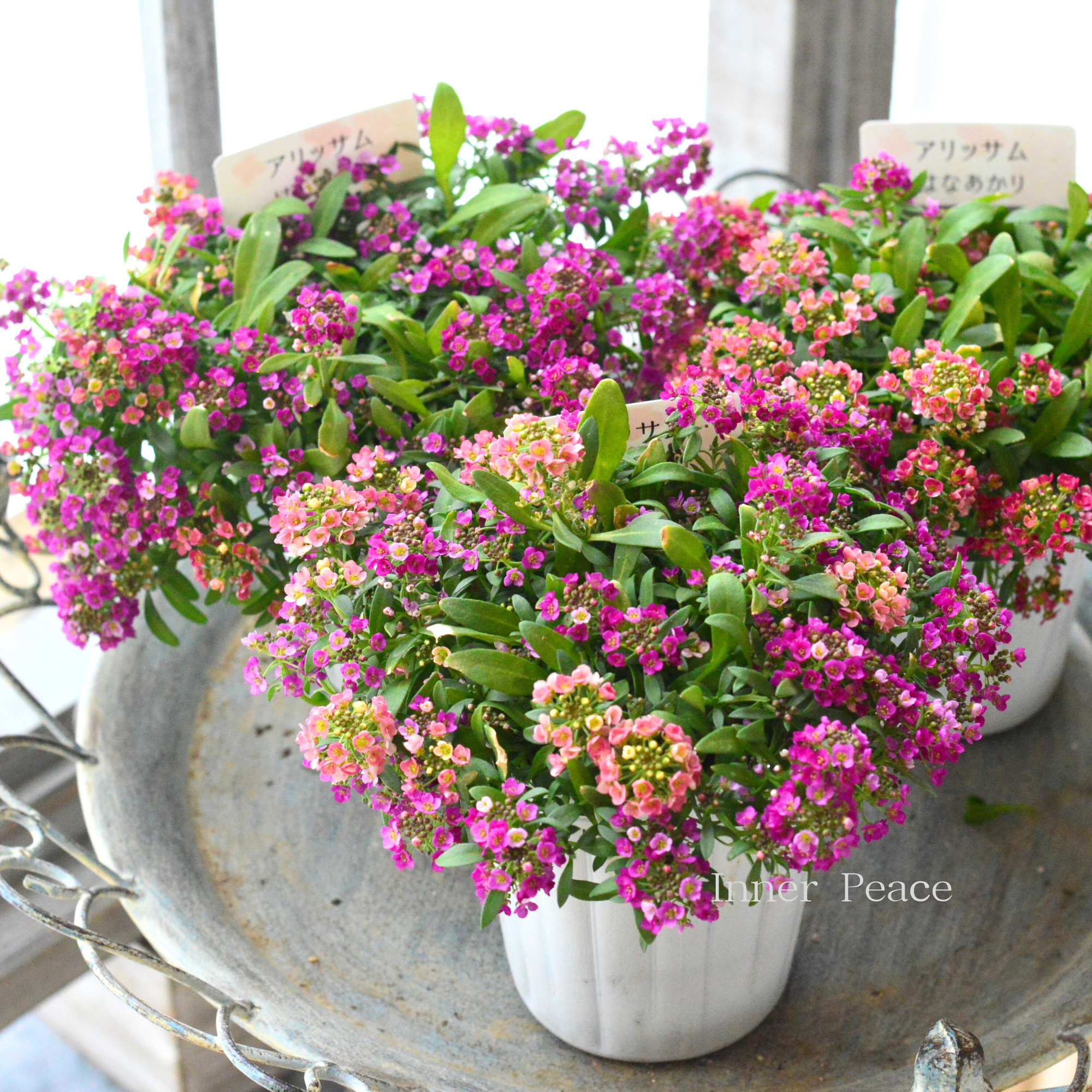 【ミックス植え】 スイートアリッサム　『はなあかり　②』　　３寸POT