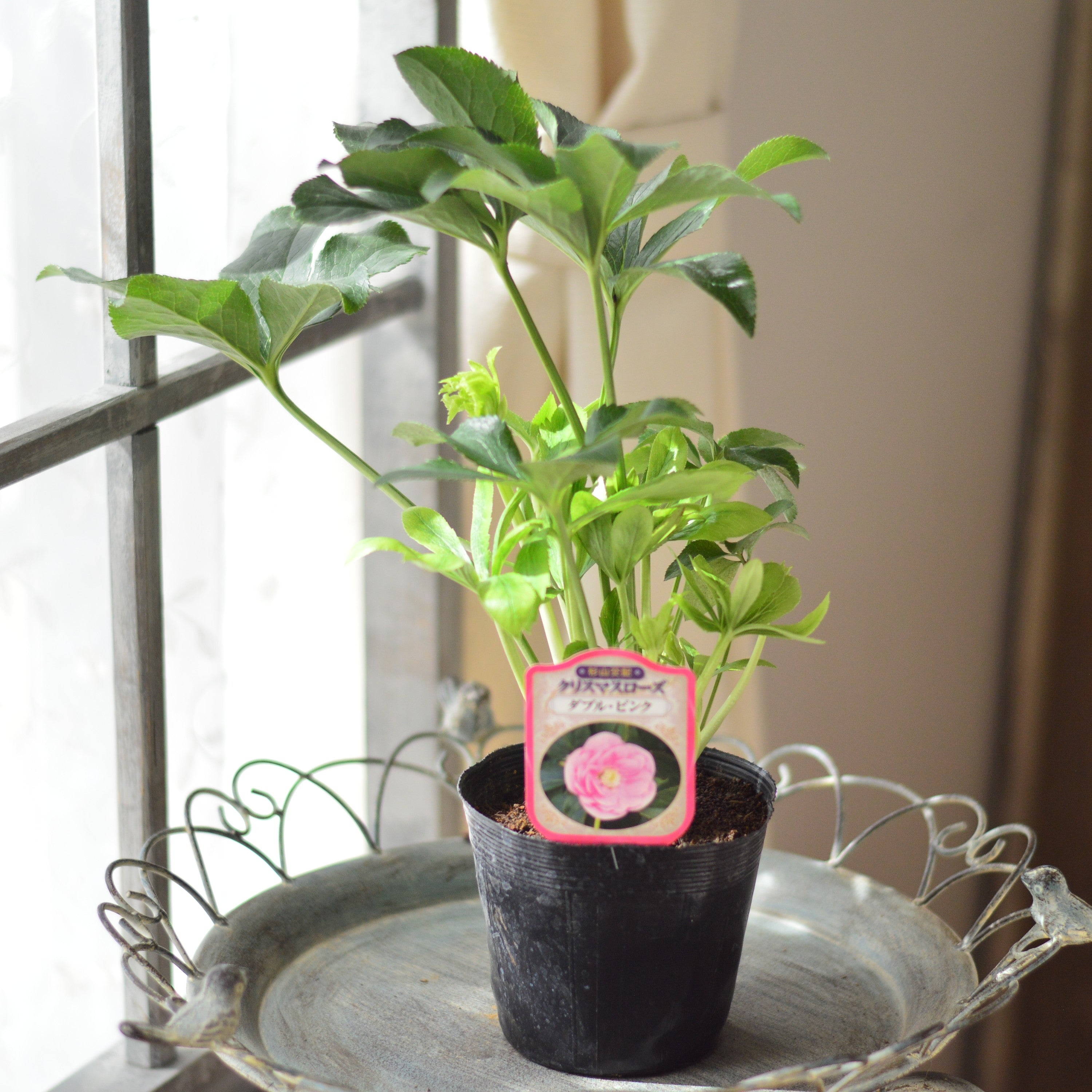 【杉光園芸さん】  クリスマスローズ　『ダブル・ピンク』　　4寸POT