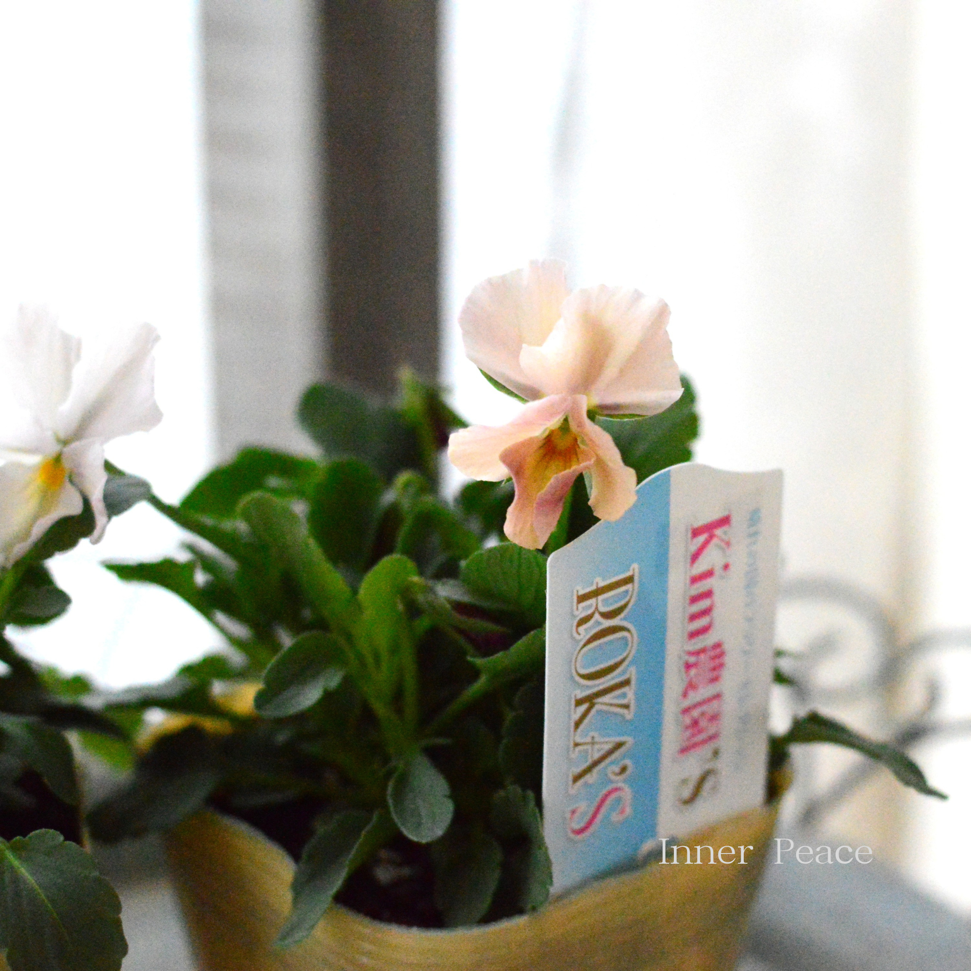 【Kim農園さん】 ビオラ　『ピンク系』　　3.5寸POT