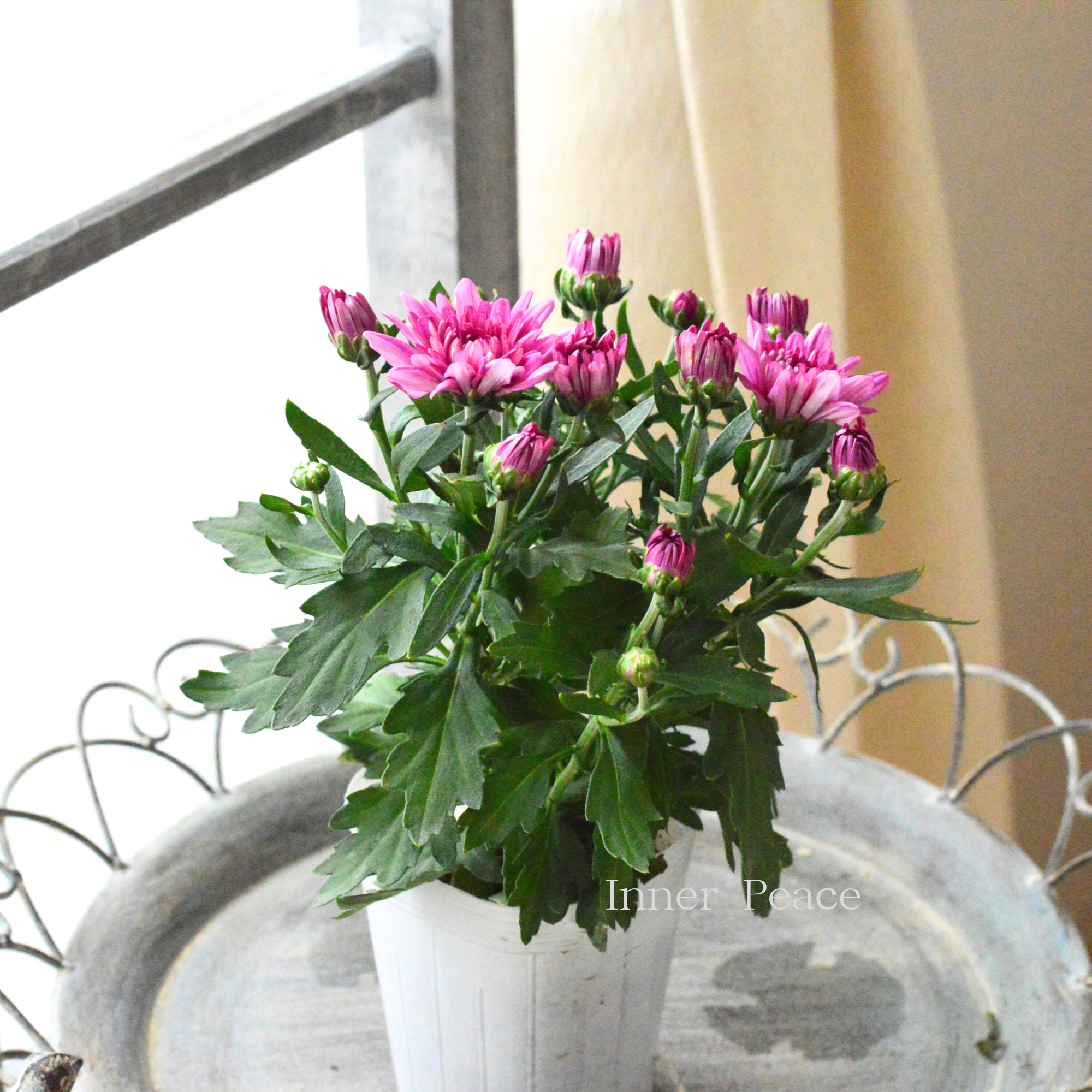 【秋の花】 カクテルマム 『クリスタル・ピンク系』　　3寸ロングPOT