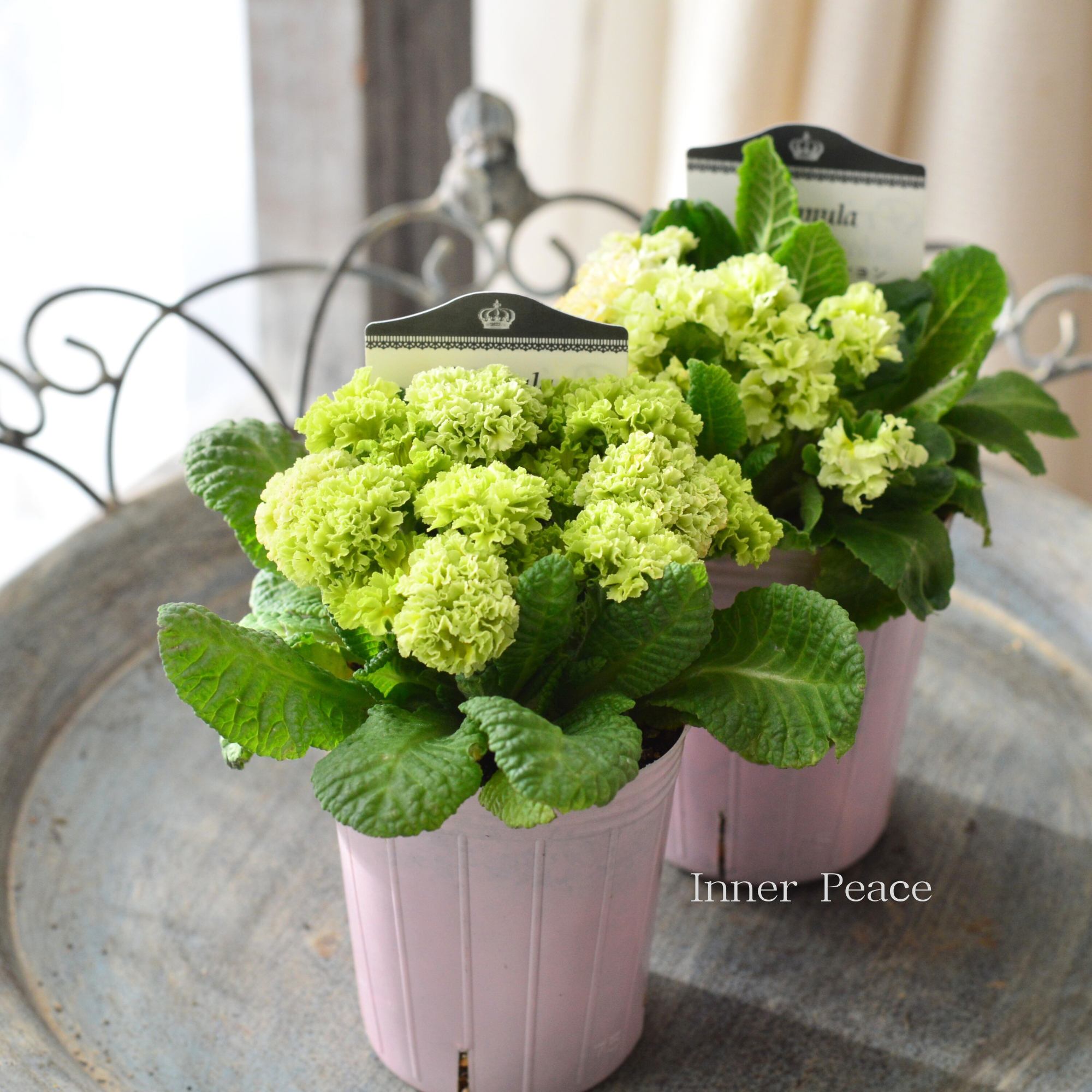 【k-plantsさん】 フリンジ咲き プリムラ 『クラシカルラパン・B』  　2.5寸ロングPOT