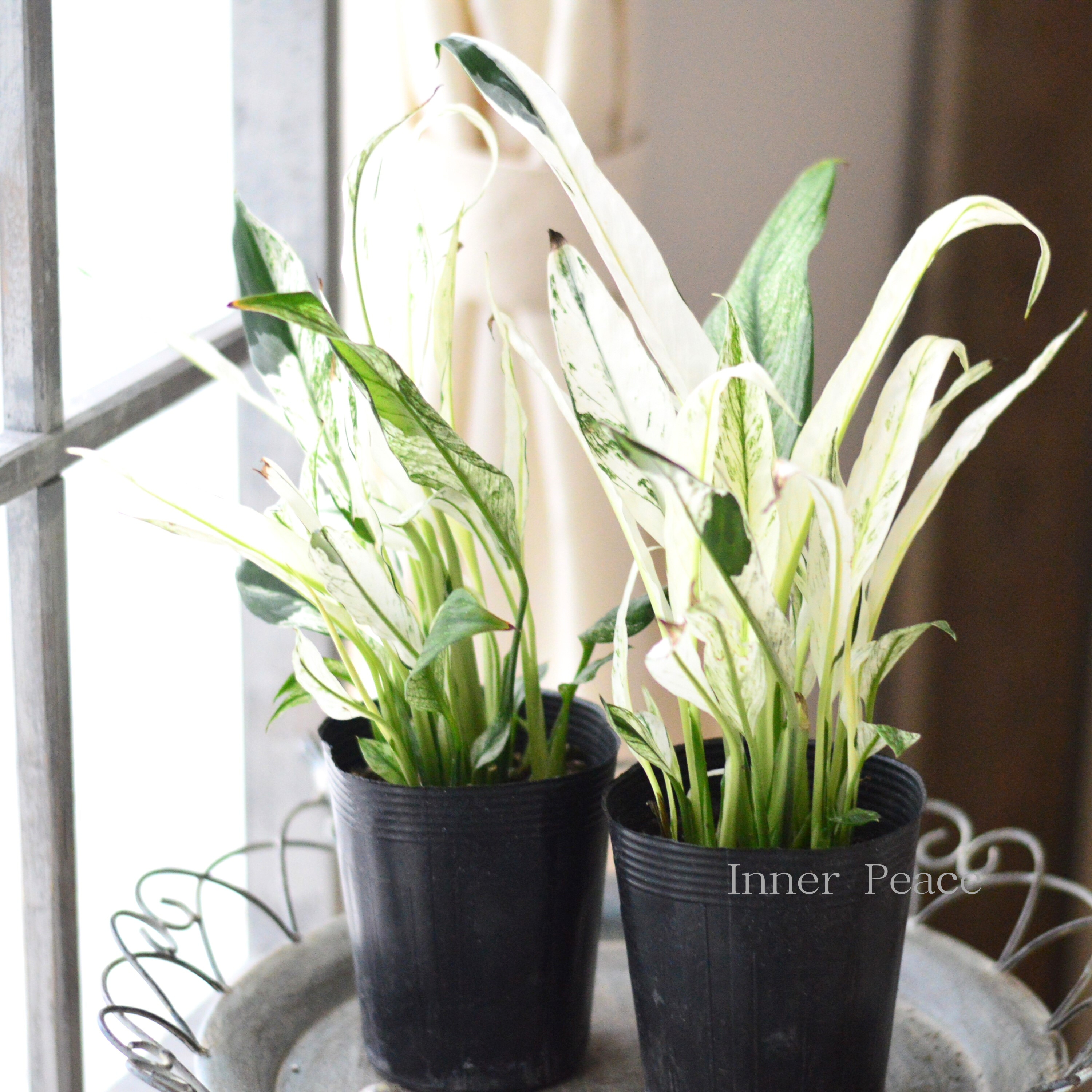 【観葉植物】　スパティフィラム　『ミコ』　　3.5寸ロングPOT