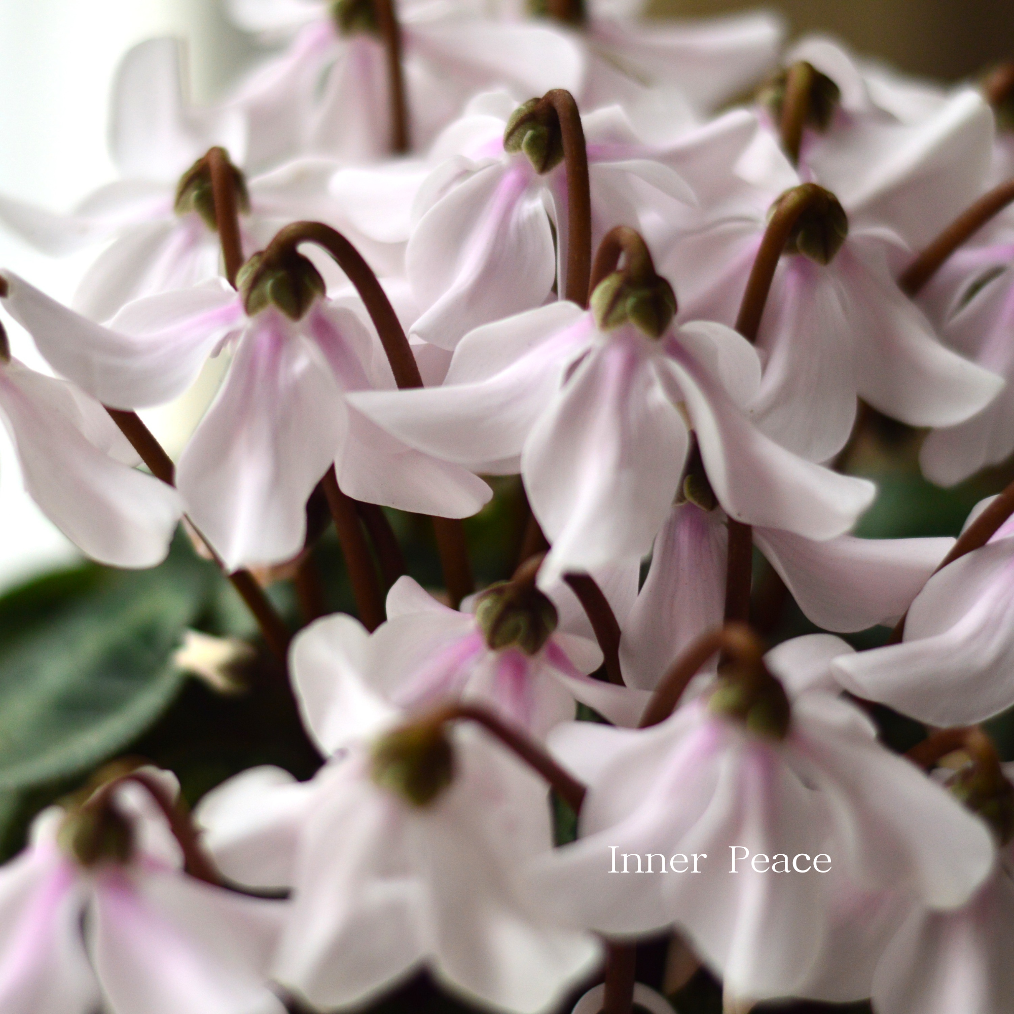 【希少】 シクラメン 『ペチコート』　　４寸プラ鉢