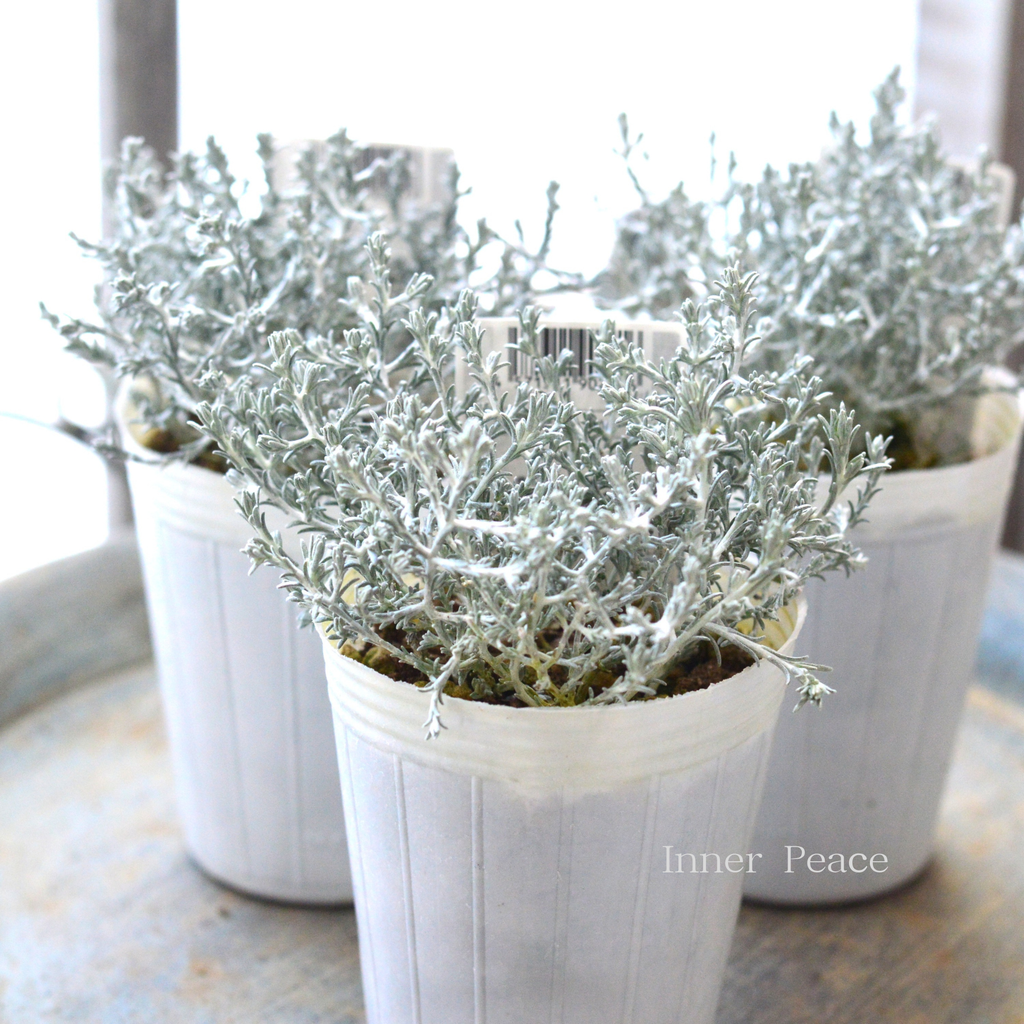 寄せ植えに】 カロケファルス・プラチーナ 2.5寸～3寸POT