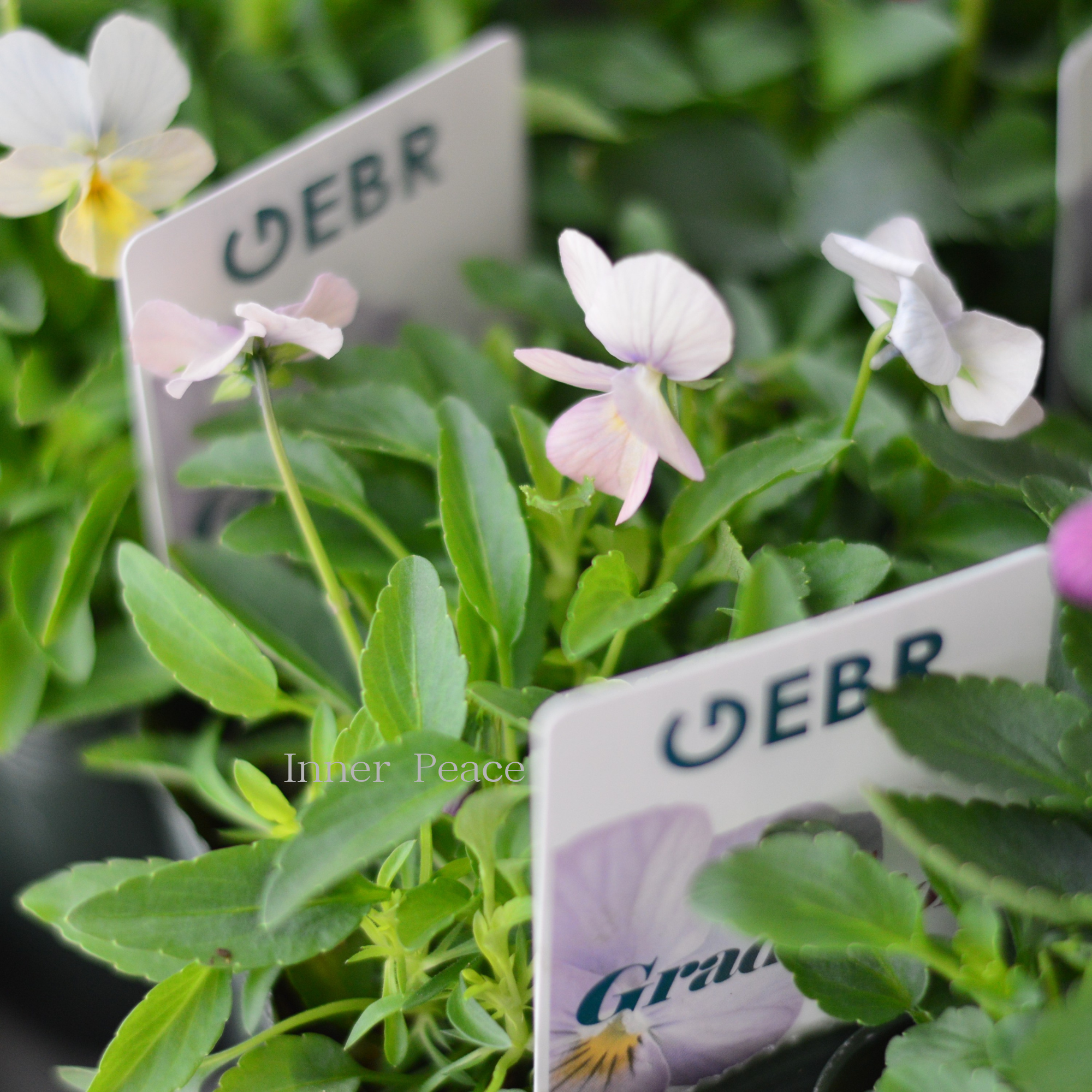 【ゲブラさん】  ビオラ　『グラデーション』　3.5寸POT