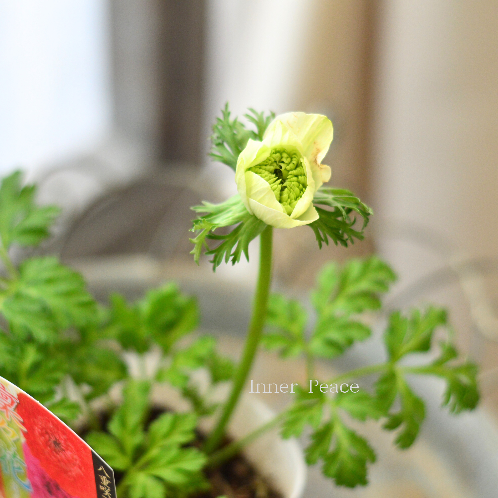 【八重咲き】 アネモネ 『凜々花・グリーン系』　　3.5寸POT