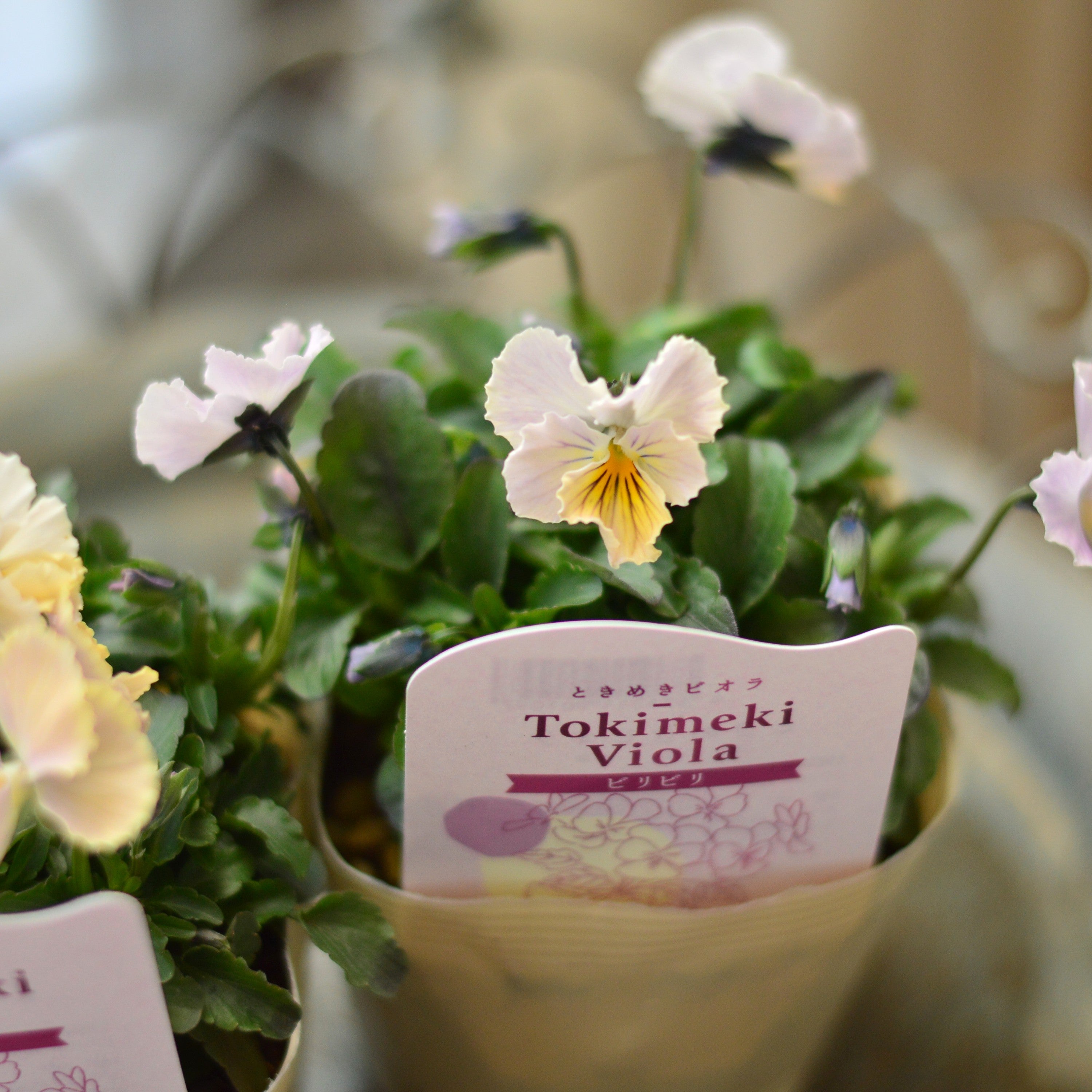 【奥田園芸さん】 ときめきビオラ　『ビリビリ』　3.5寸POT