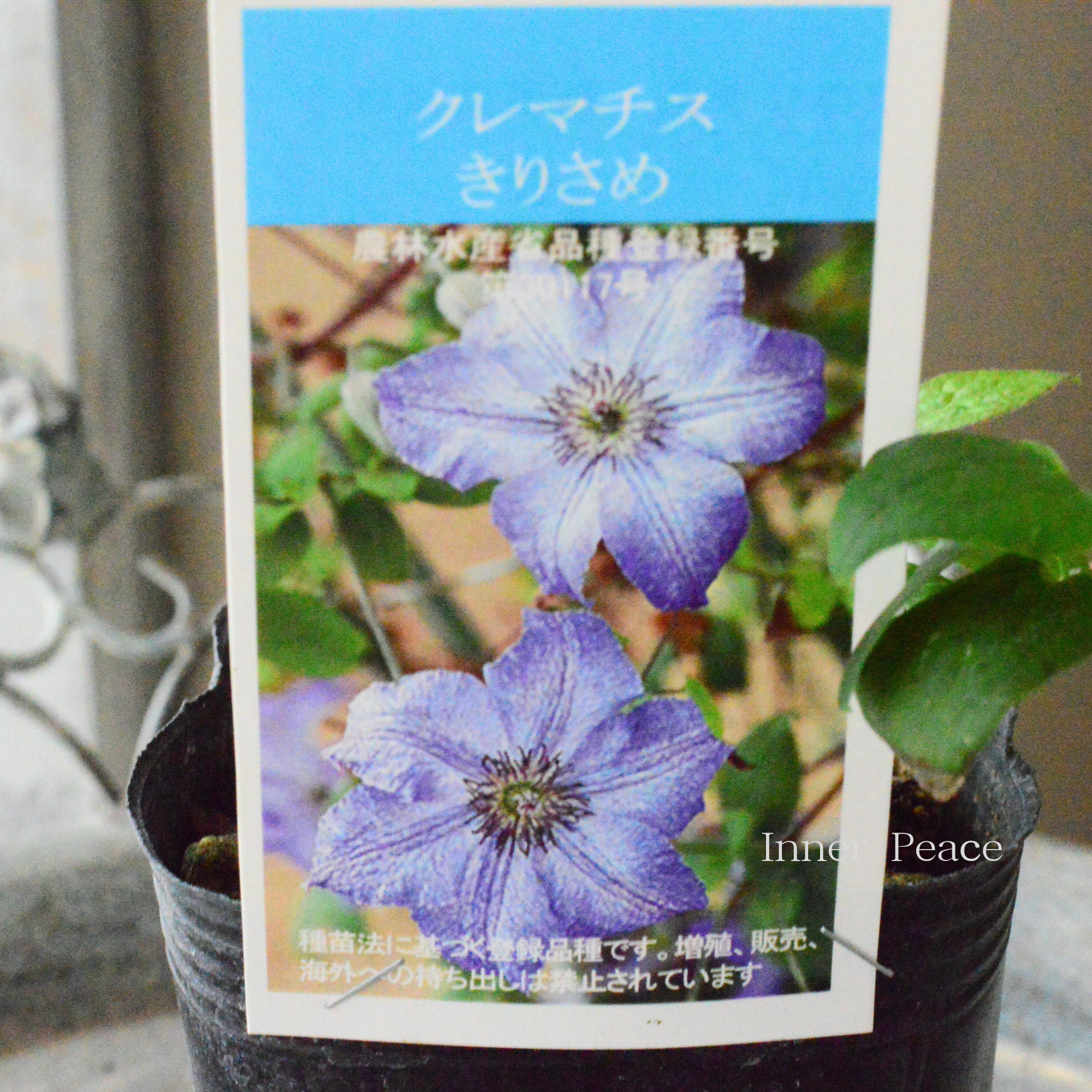 【及川フラグリーンさん】 クレマチス  フロリダ系 『きりさめ』　3寸POT
