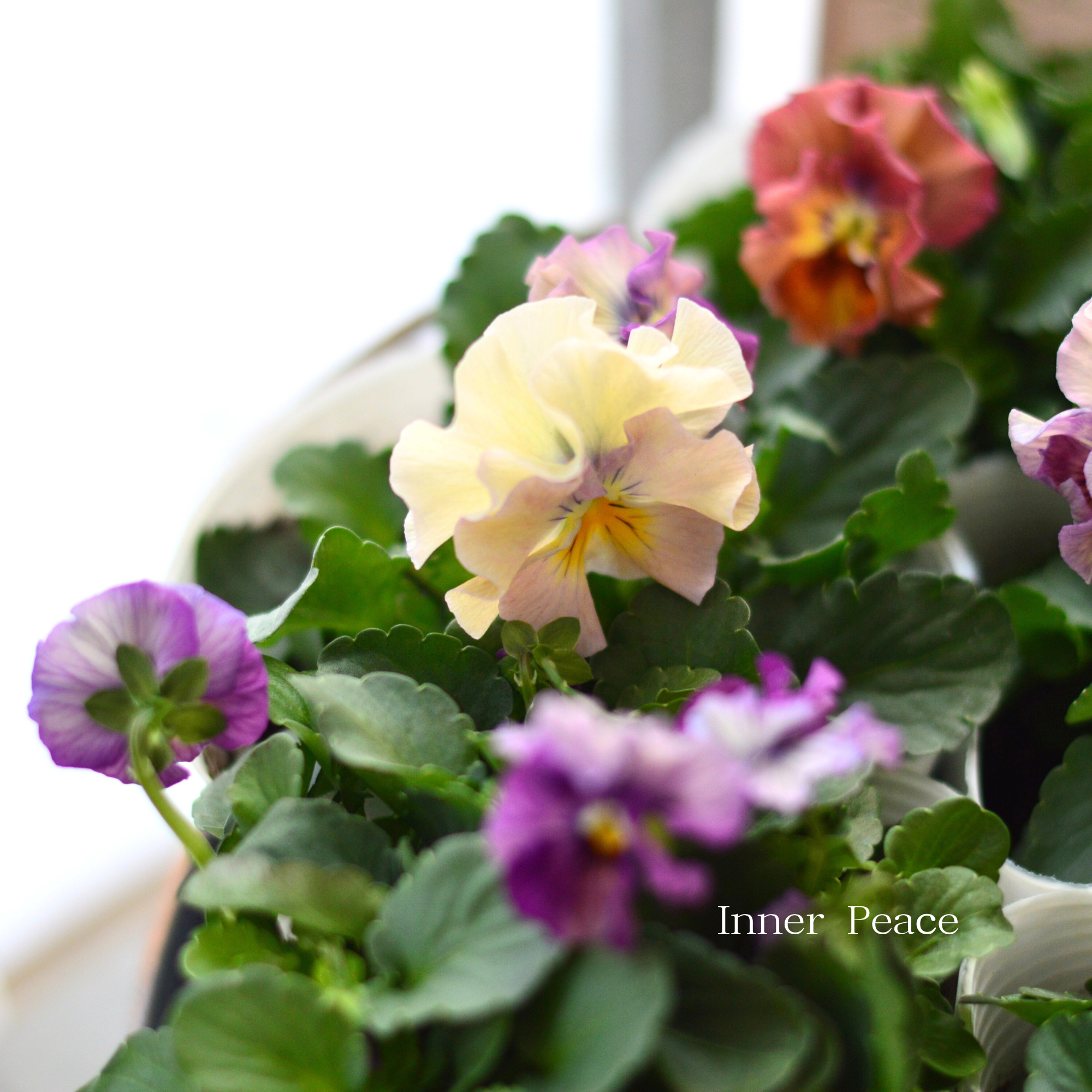 【かわいい】 ビオラ 『アイクルール』　3.5寸POT