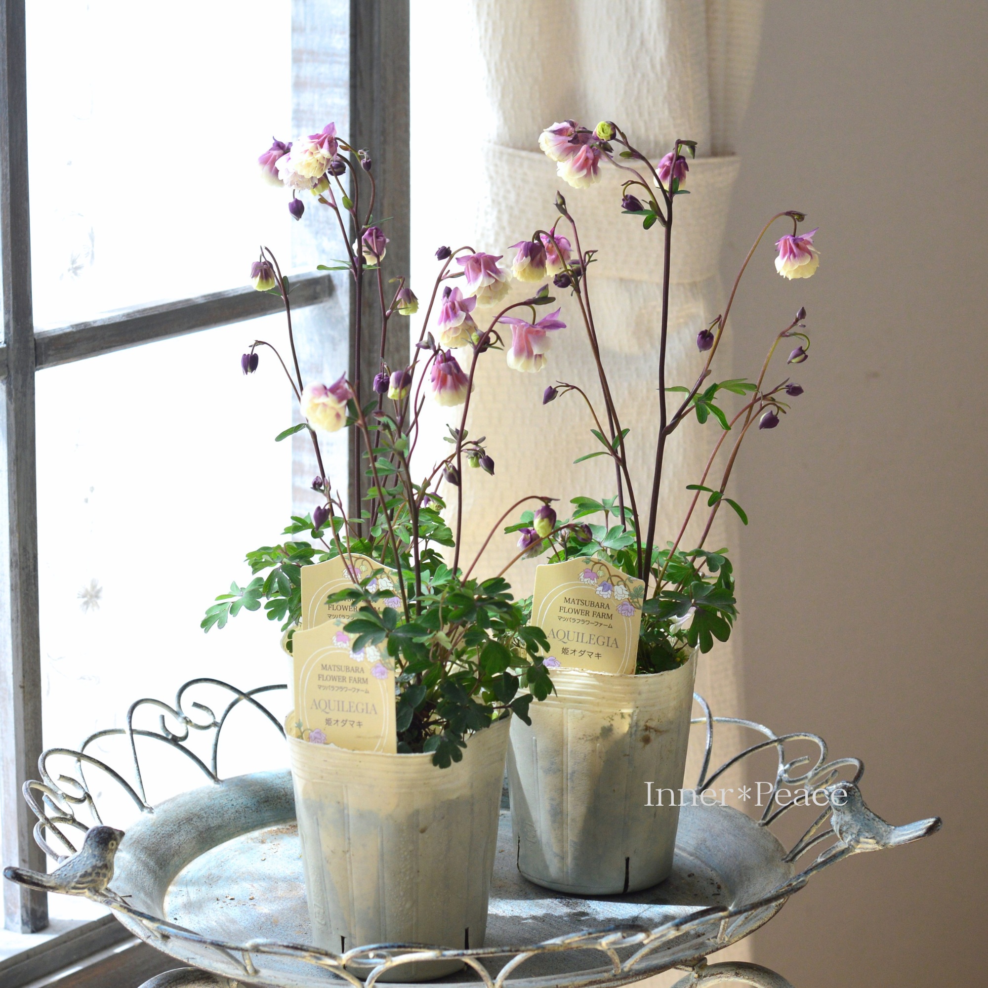 【マツバラフラワーファームさん】 姫オダマキ 『クロシェット八重・ストロベリークリーム』　3寸ロングPOT