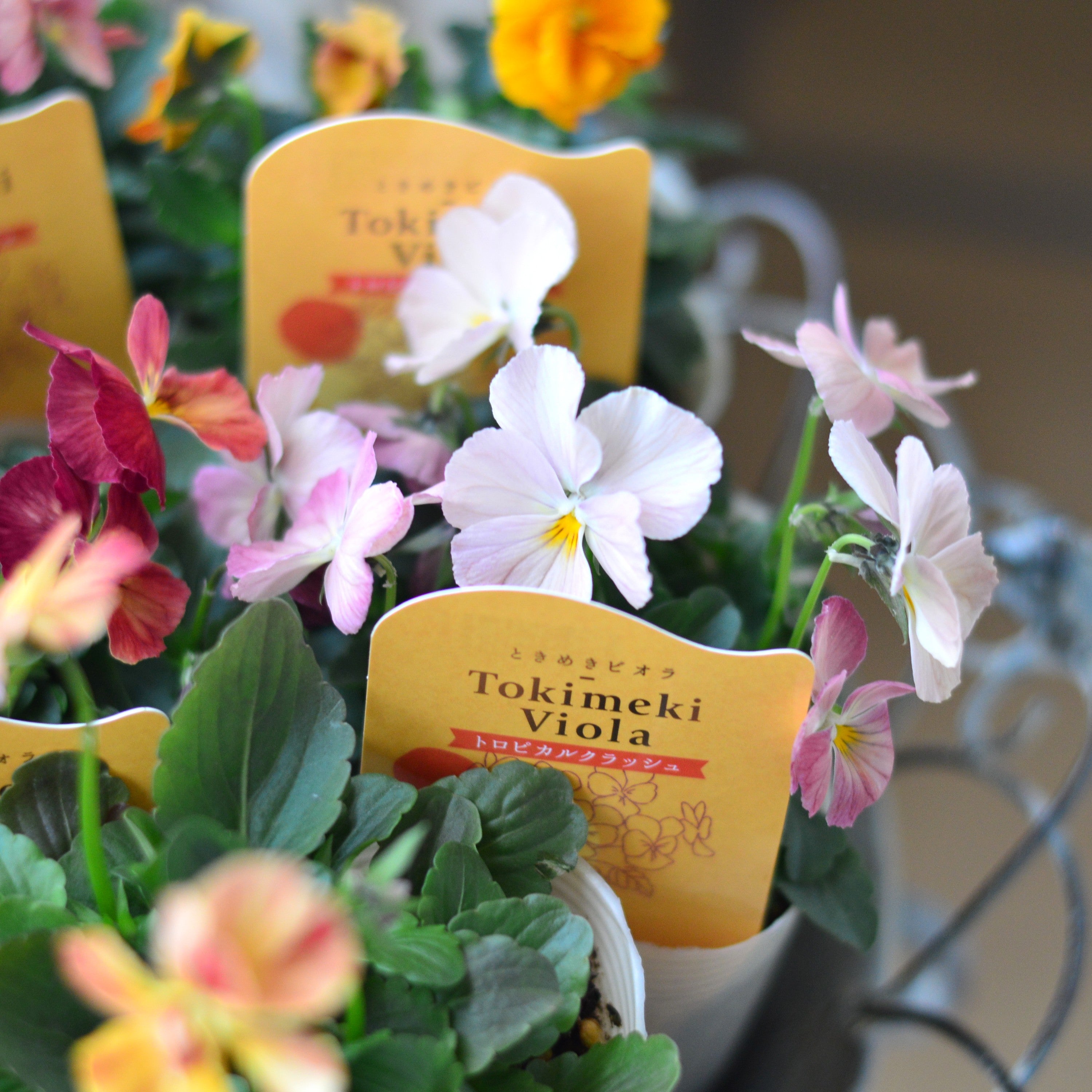 【奥田園芸さん】 ときめきビオラ　『トロピカルクラッシュ』　3.5寸POT