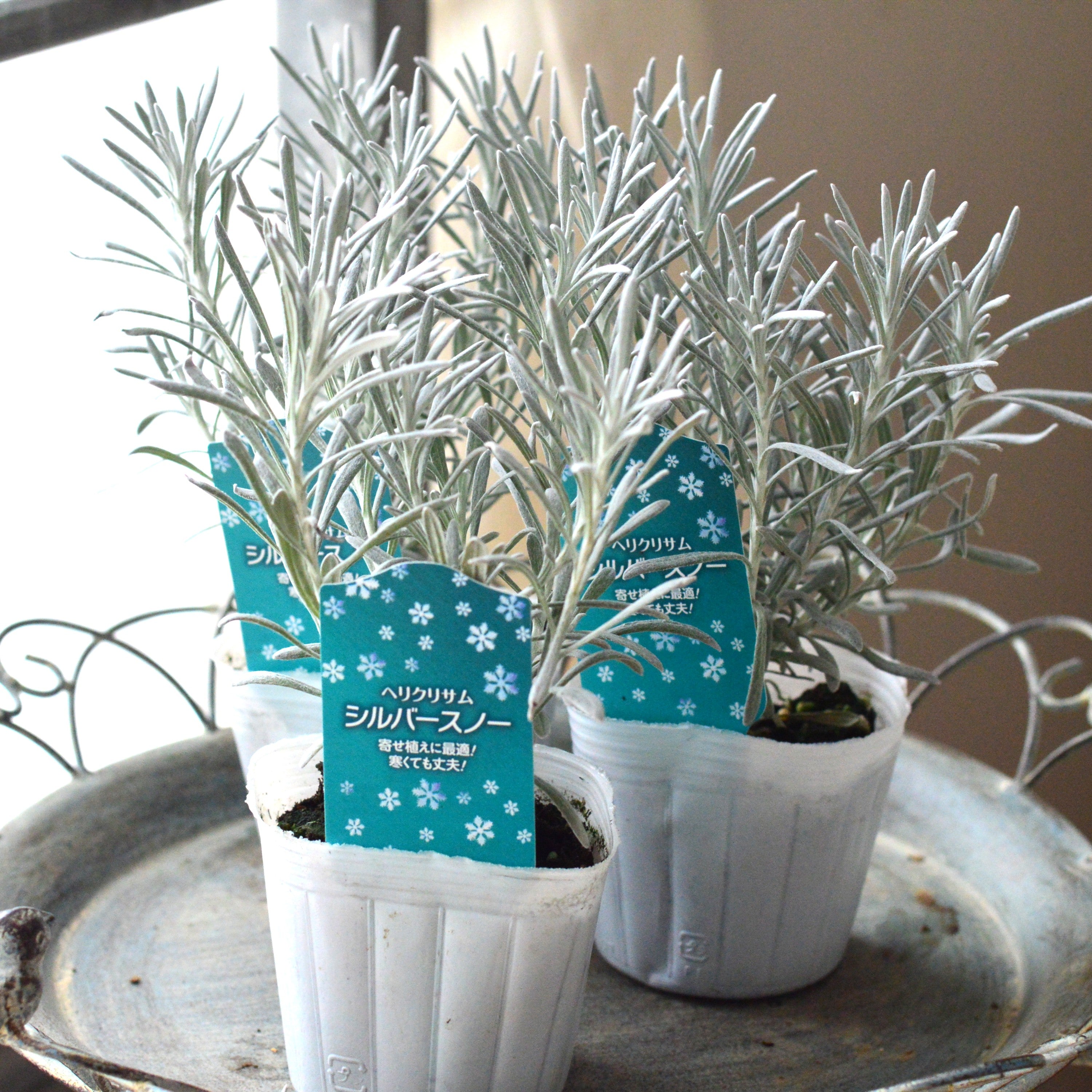 【寄せ植えに】 ヘリクリサム　『シルバースノー』　  3寸POT