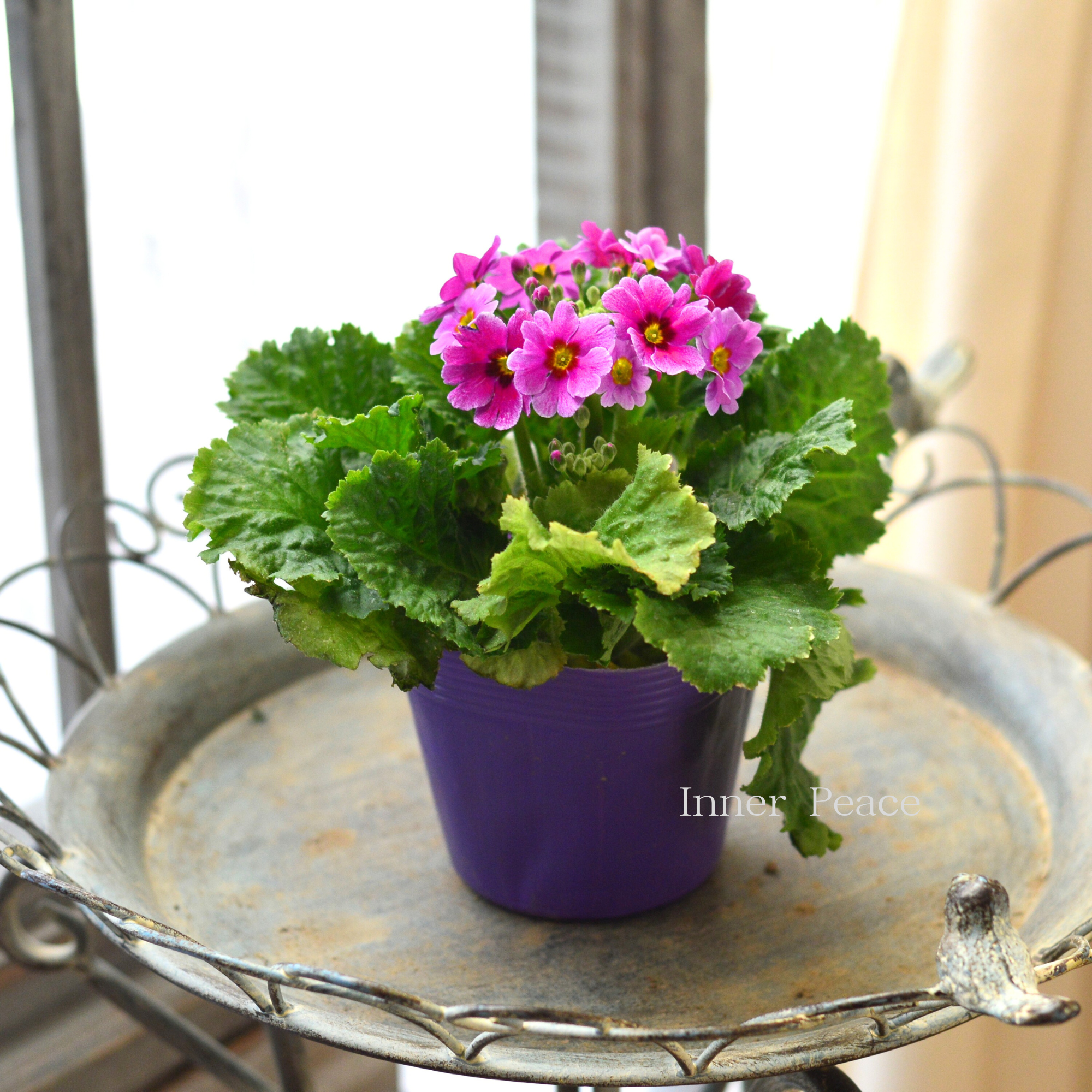 【かわいい】 プリムラ マラコイデス 『エトワール・３番』　　3.5寸POT