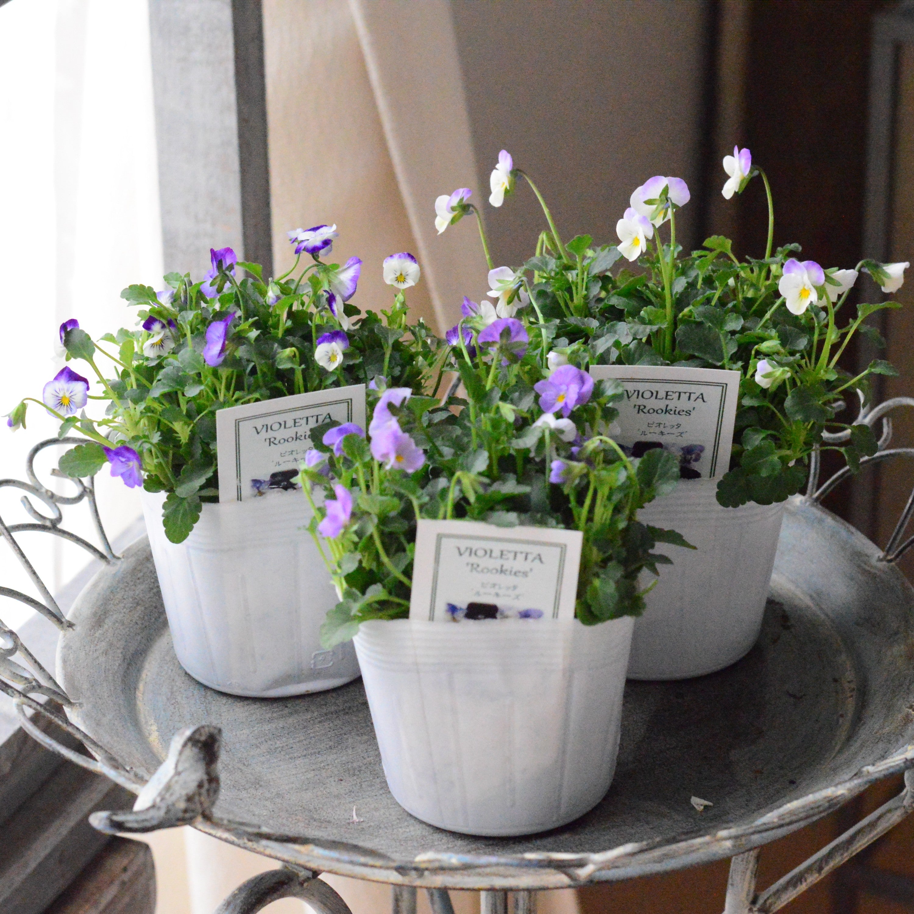 【かわいい】 小輪ビオラ　ビオレッタ　『ルーキーズ』　　3.5寸POT