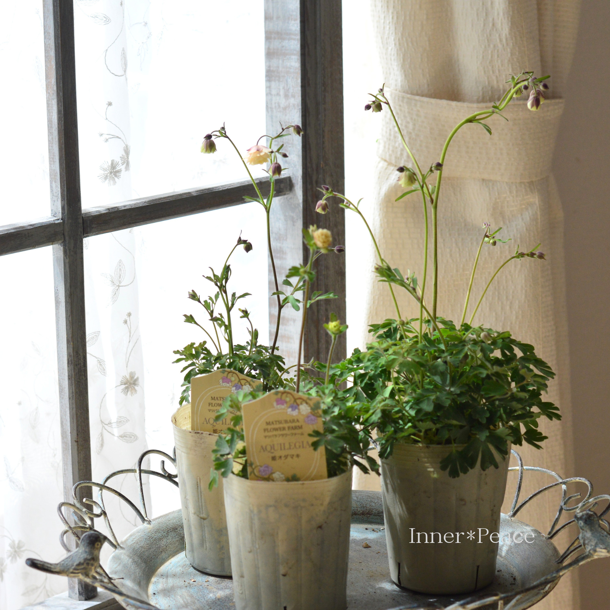 【マツバラフラワーファームさん】 姫オダマキ 『クロシェット八重・アプリコット』　3寸ロングPOT