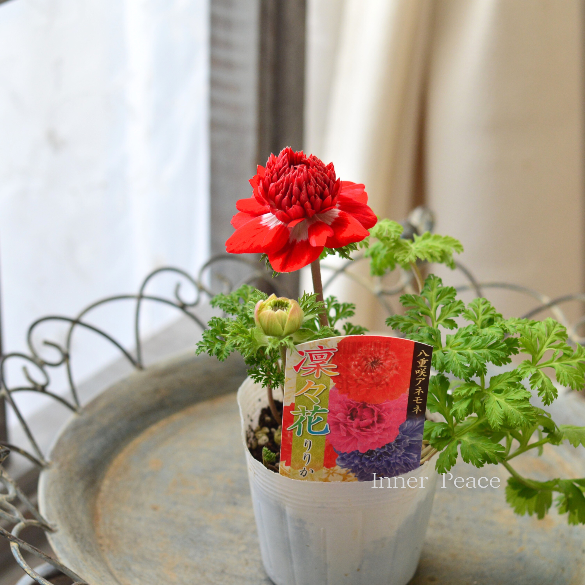 【八重咲き】 アネモネ 『凜々花・レッド系』　　3.5寸POT