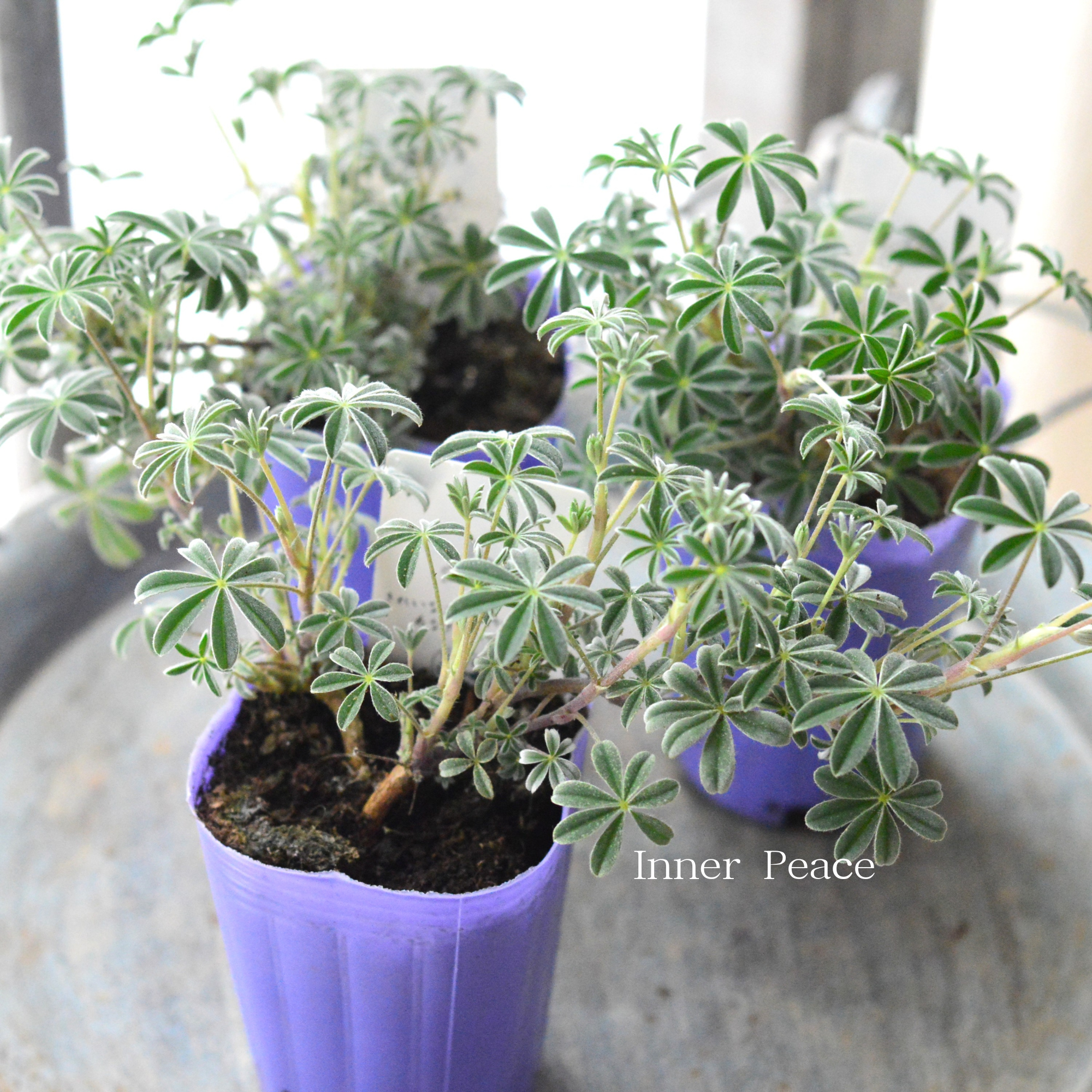 【希少】 宿根ルピナス　『シルバーフリース』　　2.5寸ロングPOT