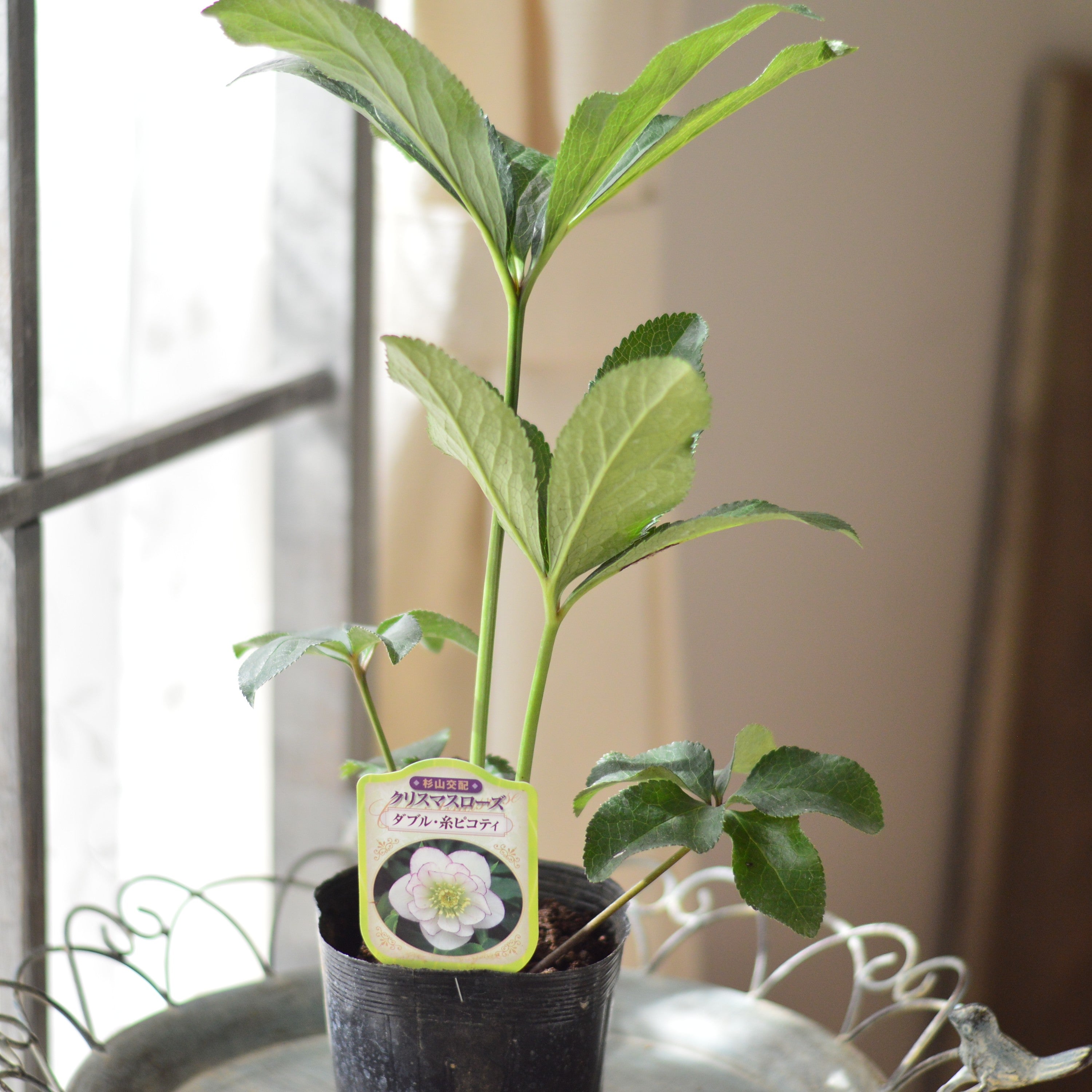 杉光園芸さん】 クリスマスローズ 『ダブル・糸ピコティ』 4寸POT
