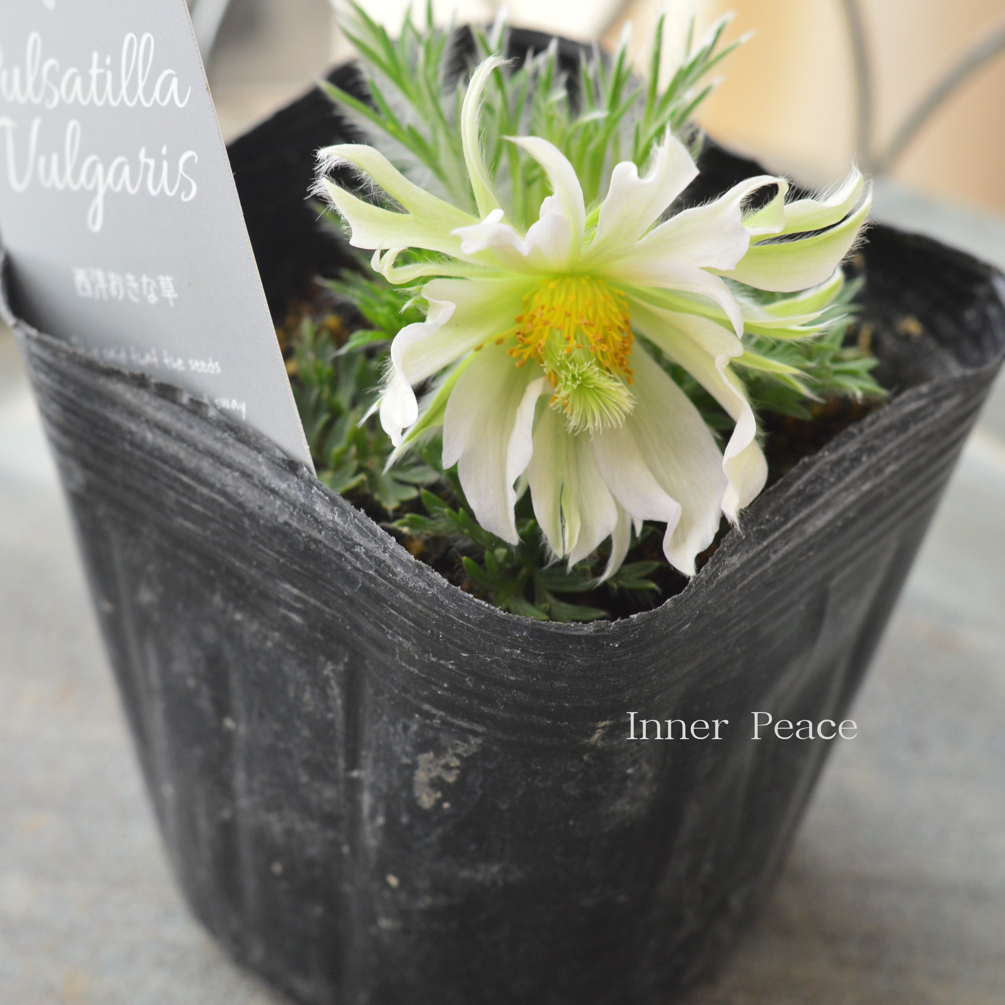 【希少】 八重咲き　西洋オキナグサ 『プルサティラ ブルガリス・ホワイトグリーン系』　3.5寸POT
