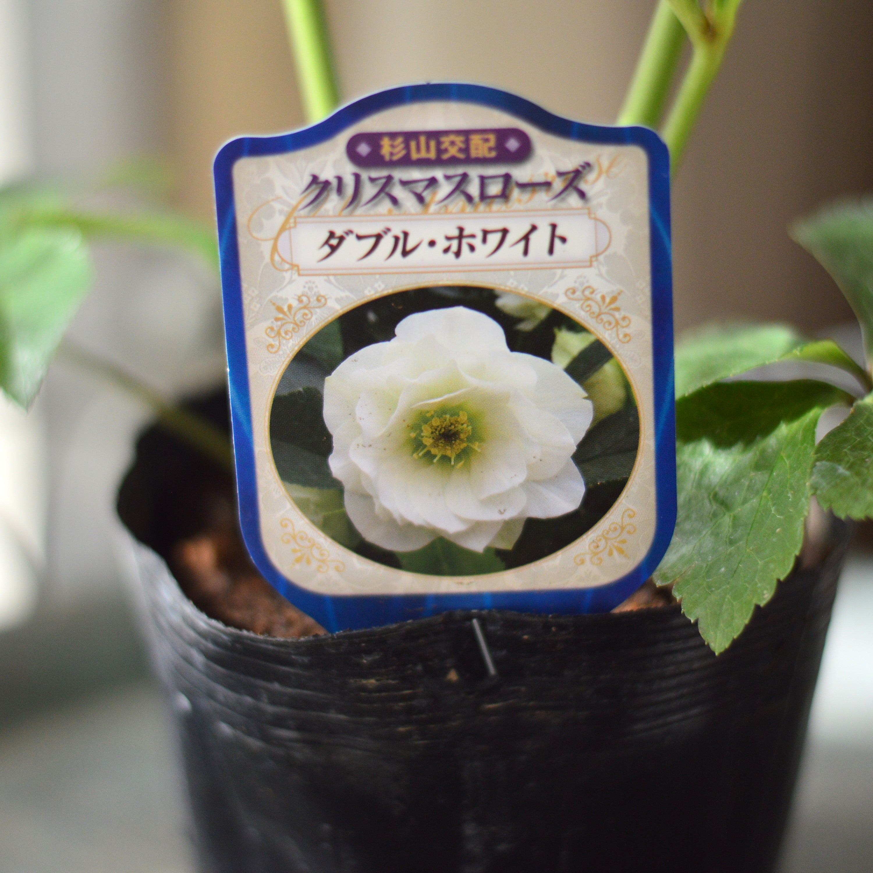【杉光園芸さん】  クリスマスローズ　『ダブル・ホワイト』　　4寸POT