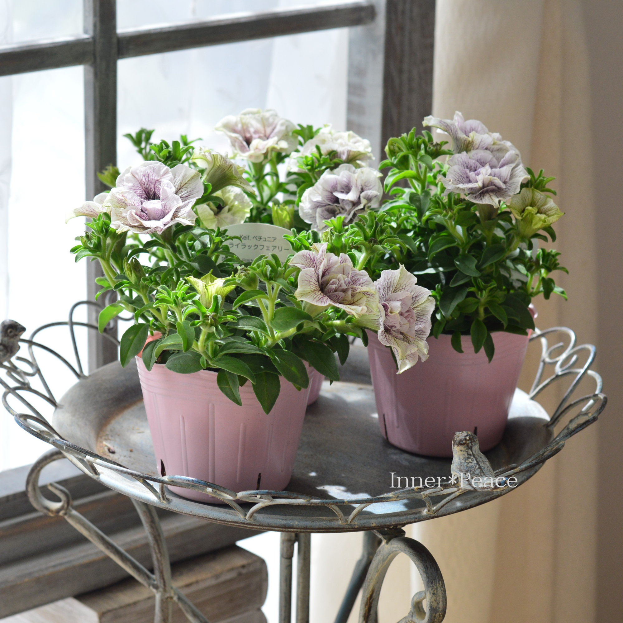 【桂楓園さんオリジナル】 ペチュニア 『ライラックフェアリー』　　　3.5寸POT