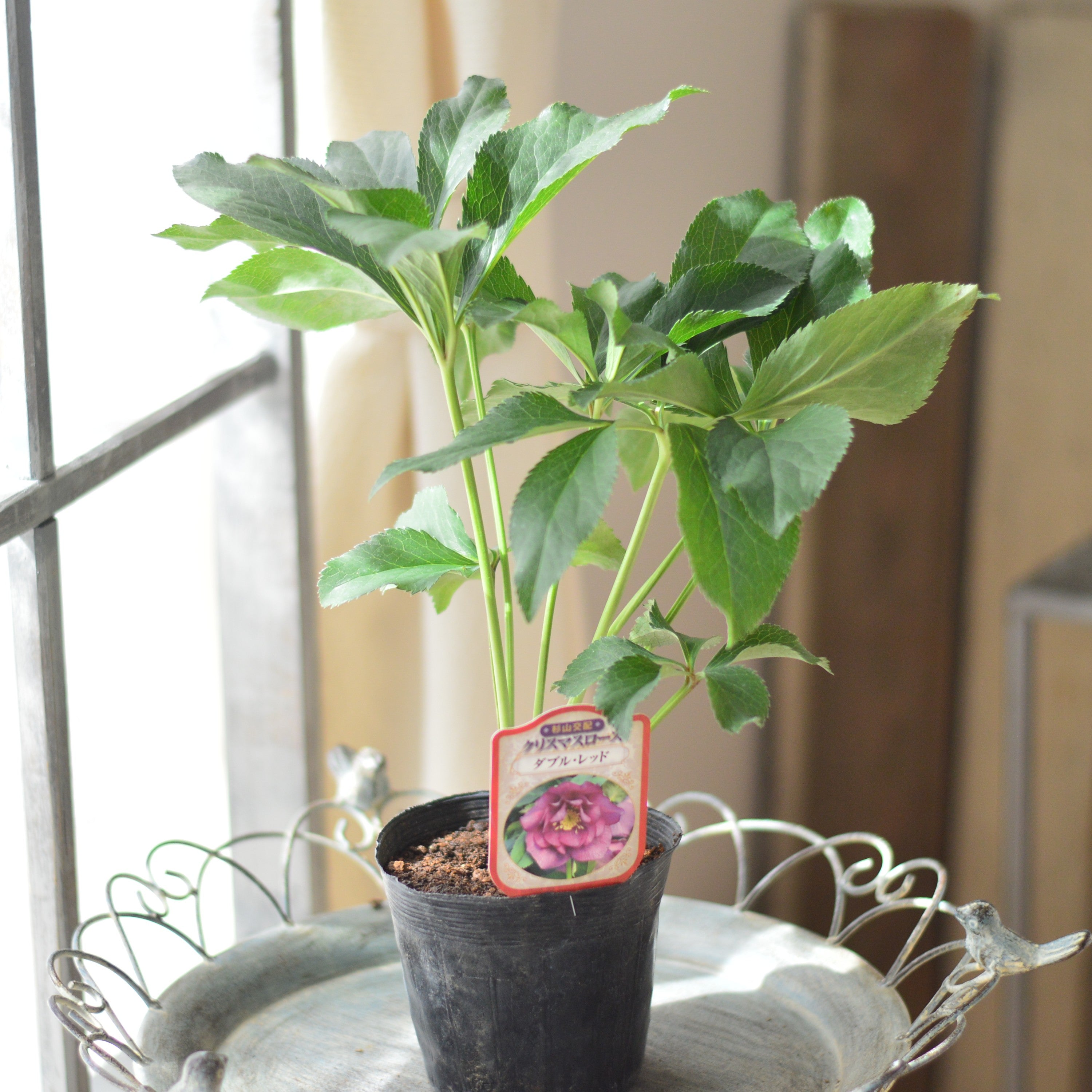【杉光園芸さん】  クリスマスローズ　『ダブル・レッド』　　4寸POT