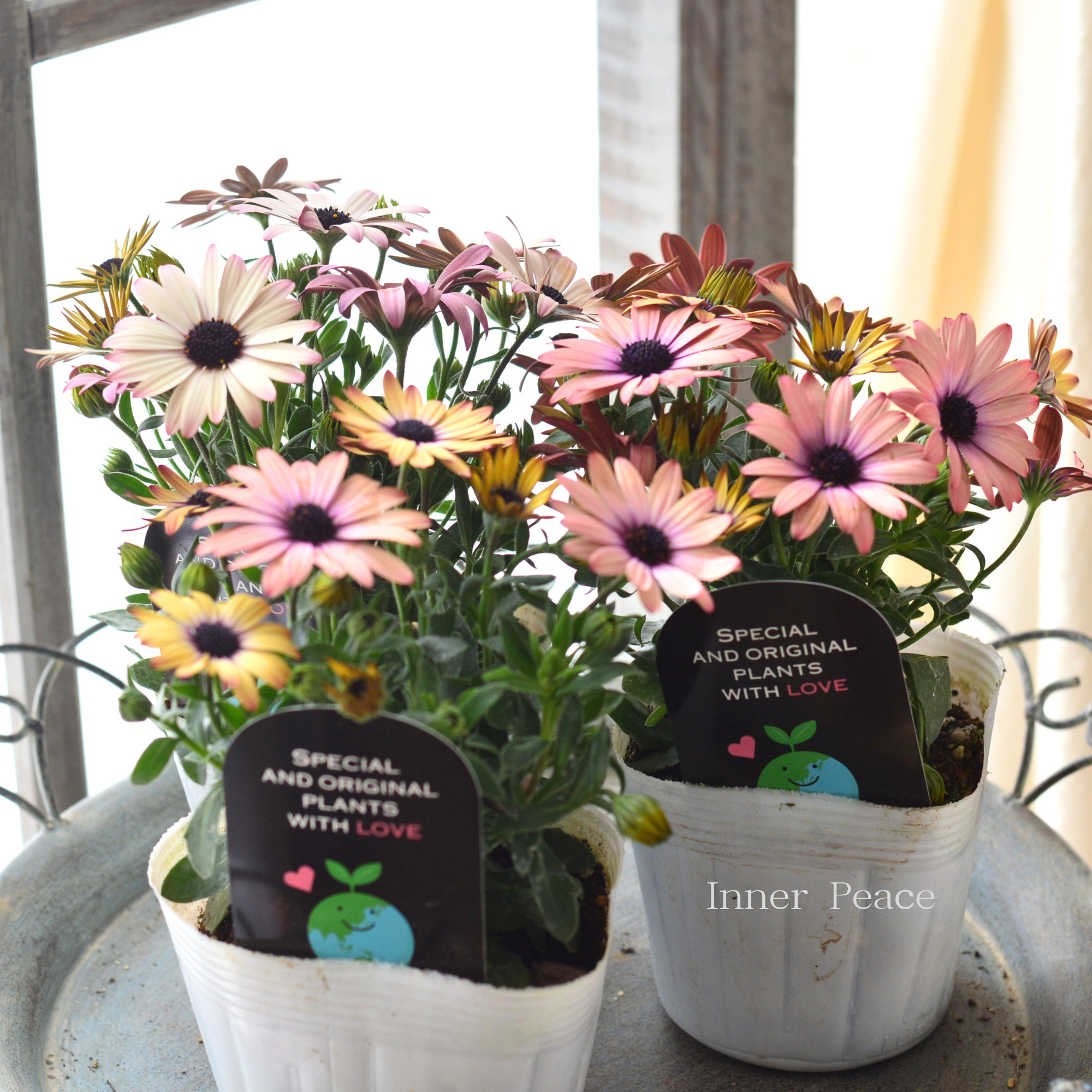 かわいい】 オステオスペルマム 『マジックピンク』 3.5寸POT