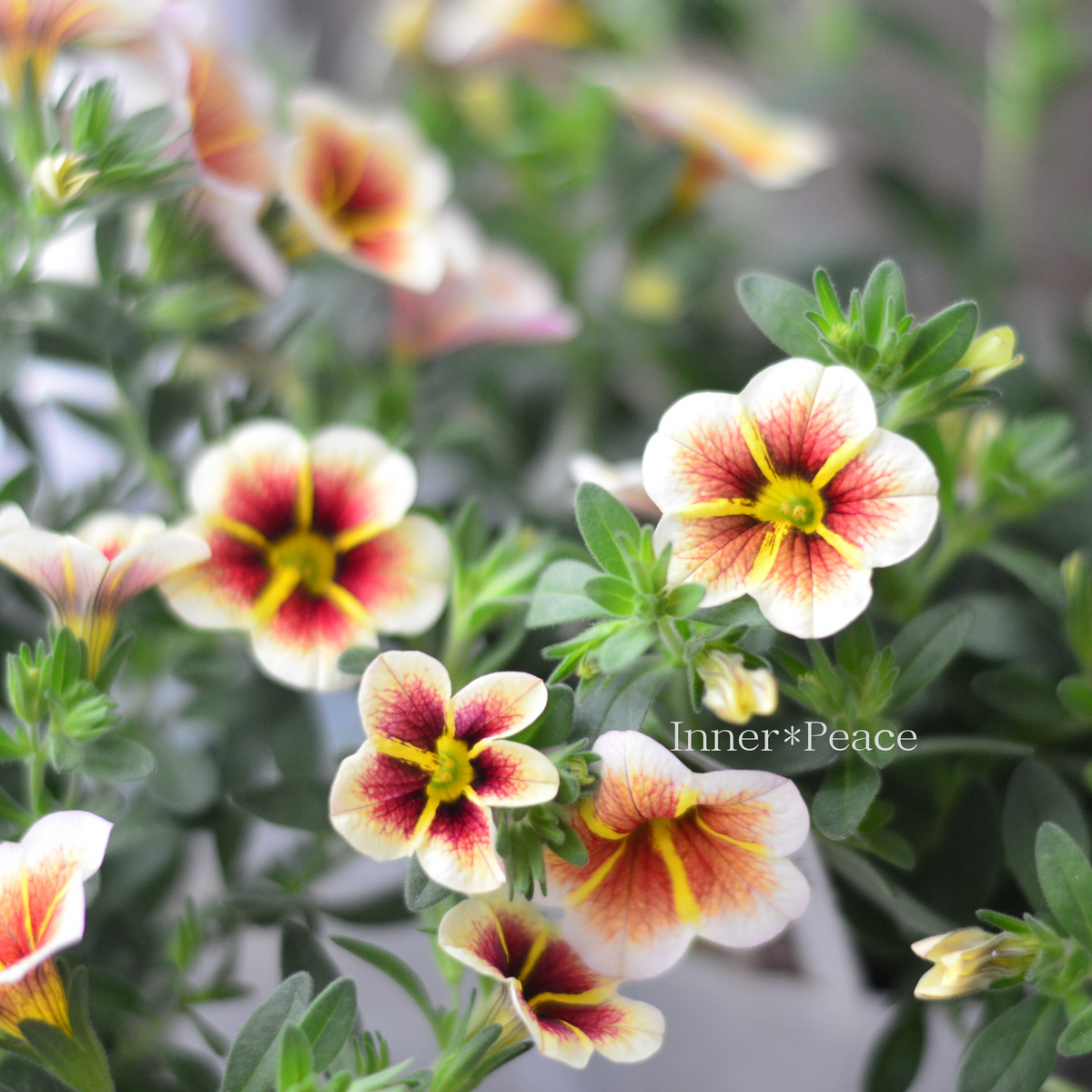 2c288077d65a546df6e3adafbe45ba