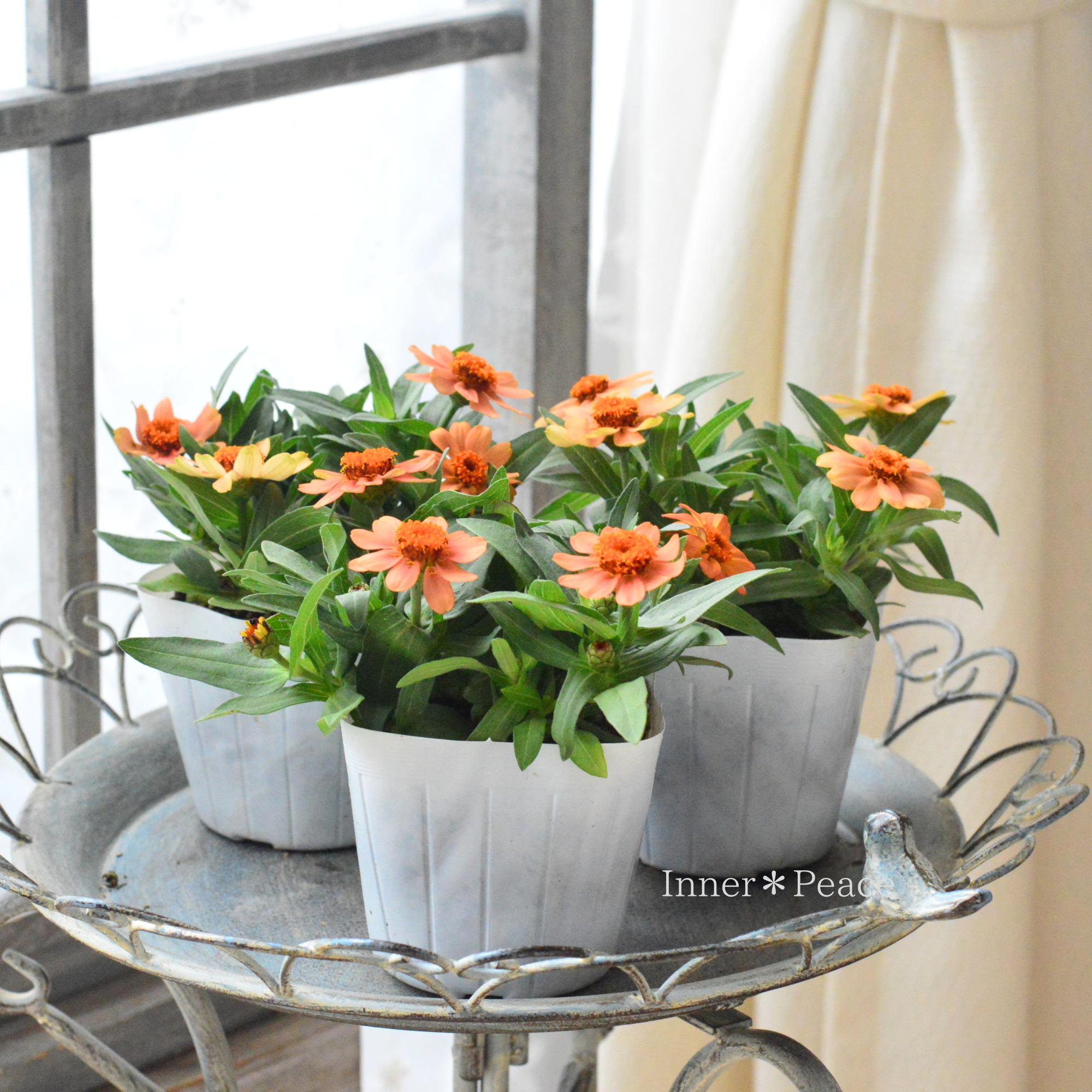 【かわいい】ジニア・プロフュージョン 『アプリコット』　 3.5寸POT