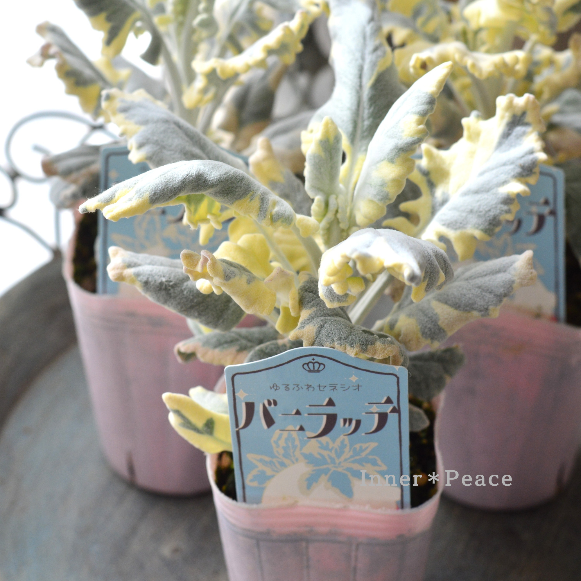 【寄せ植えに】 セネシオ　『バニラッテ』　　2.5寸POT