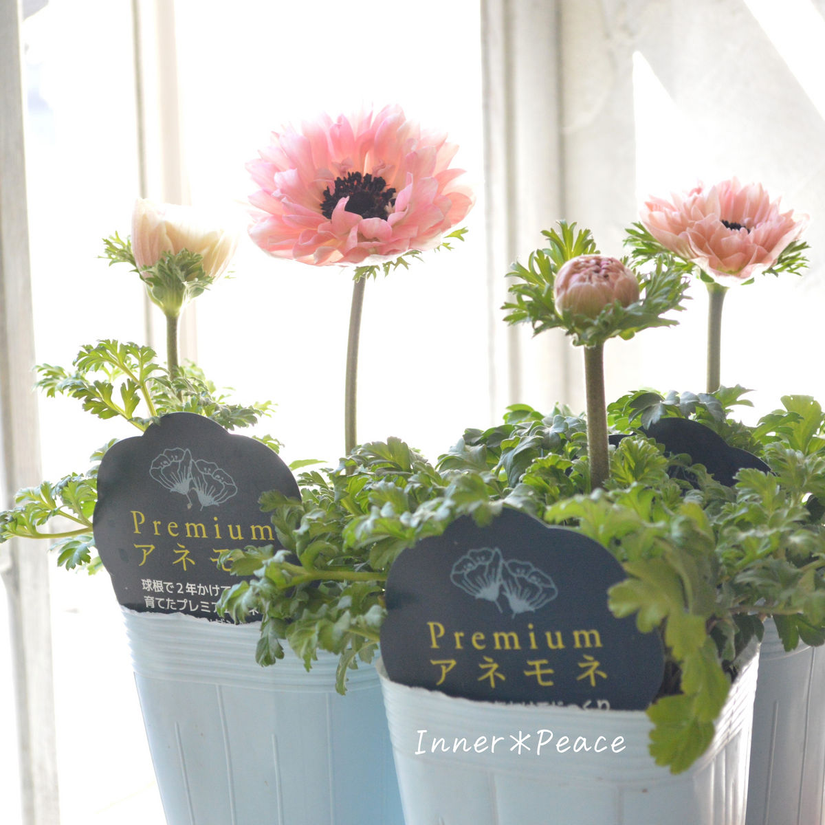 神花園さん】 Sale!! 八重咲きプレミアムアネモネ 『2年生株・ピンク