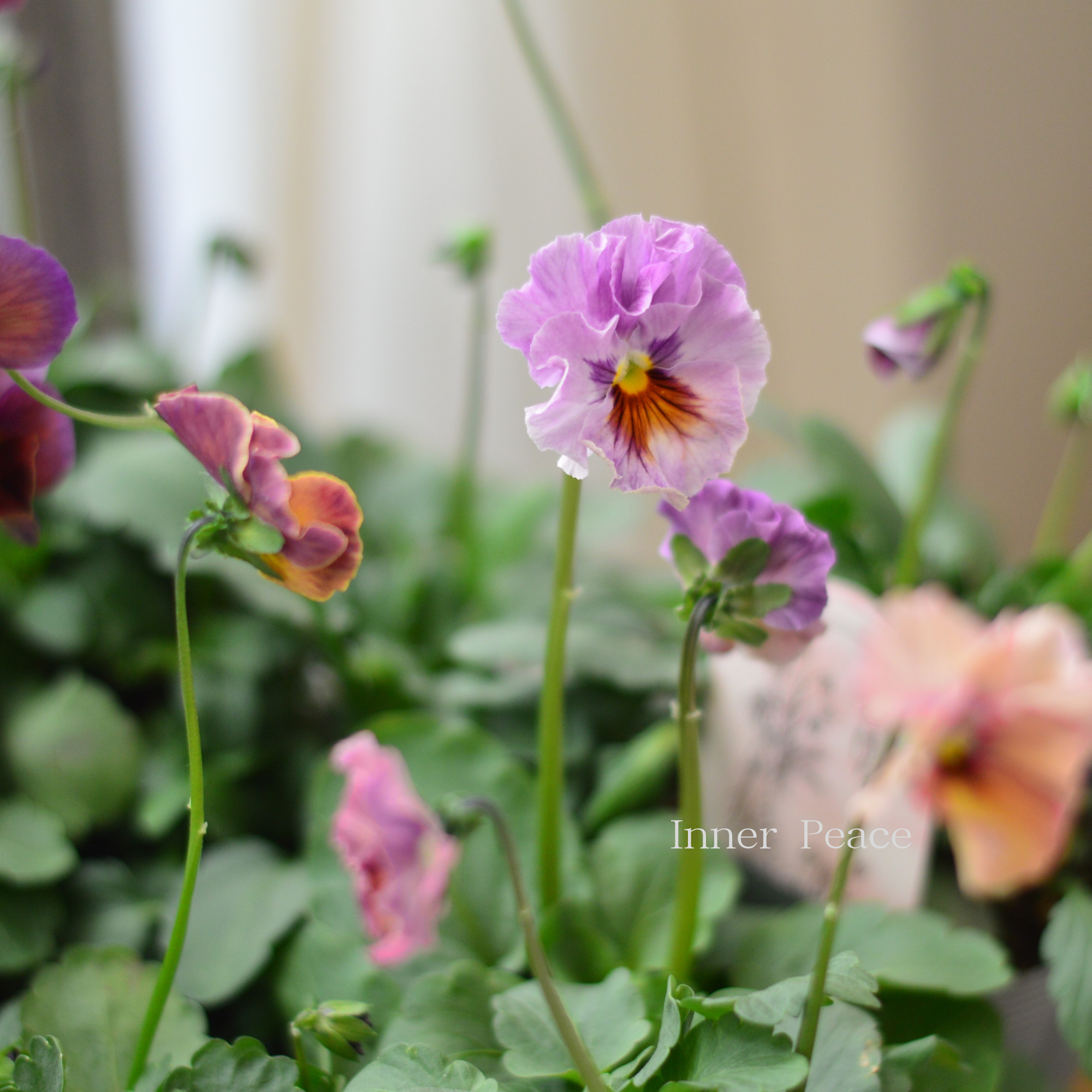 【吉村龍典さん育種ビオラ】 君待ちシリーズ　　3.5寸POT