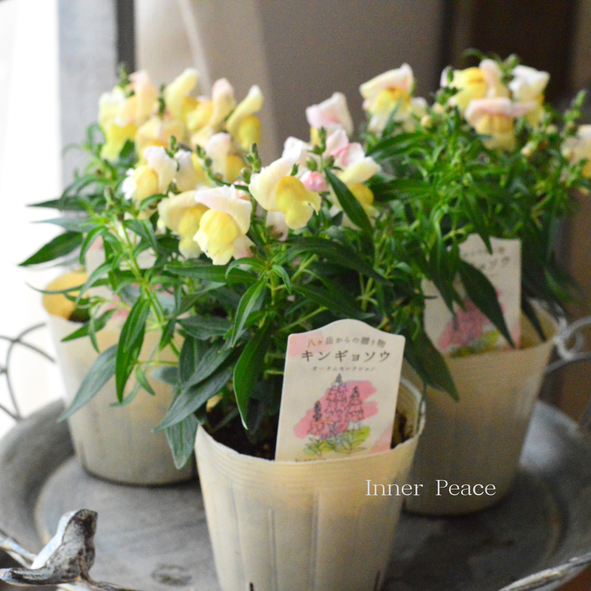 【かわいい】 キンギョソウ　『オータムセレクション　D』　　3.5寸POT