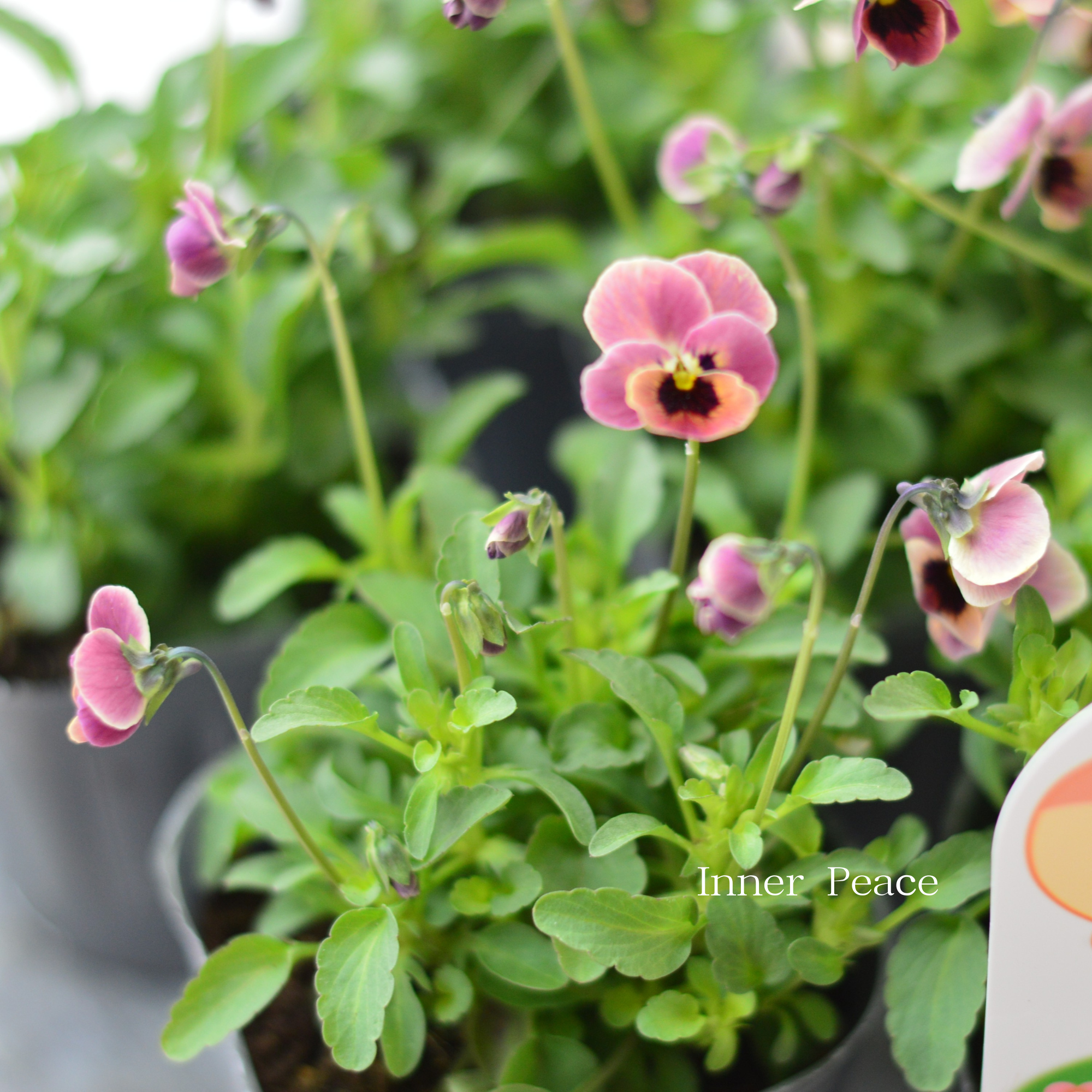 【見元園芸さん】 ビオラ　『ピンクコアラ』　3寸POT