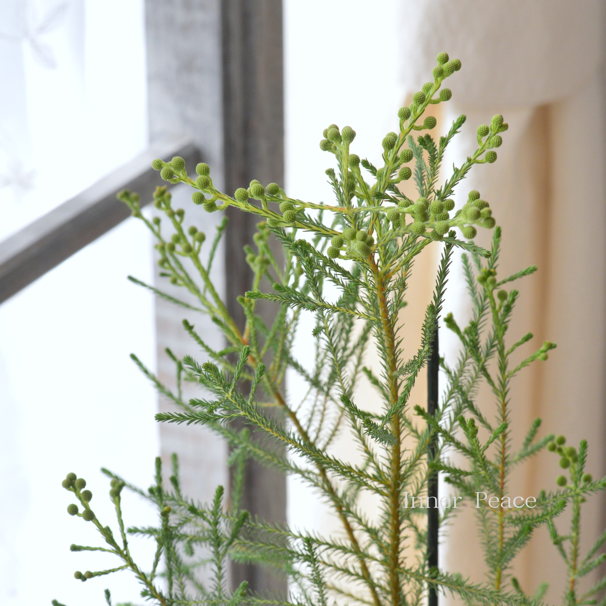 【個性的】 バーゼリア（ベルセリア）　『ピッコロ』　      3寸POT