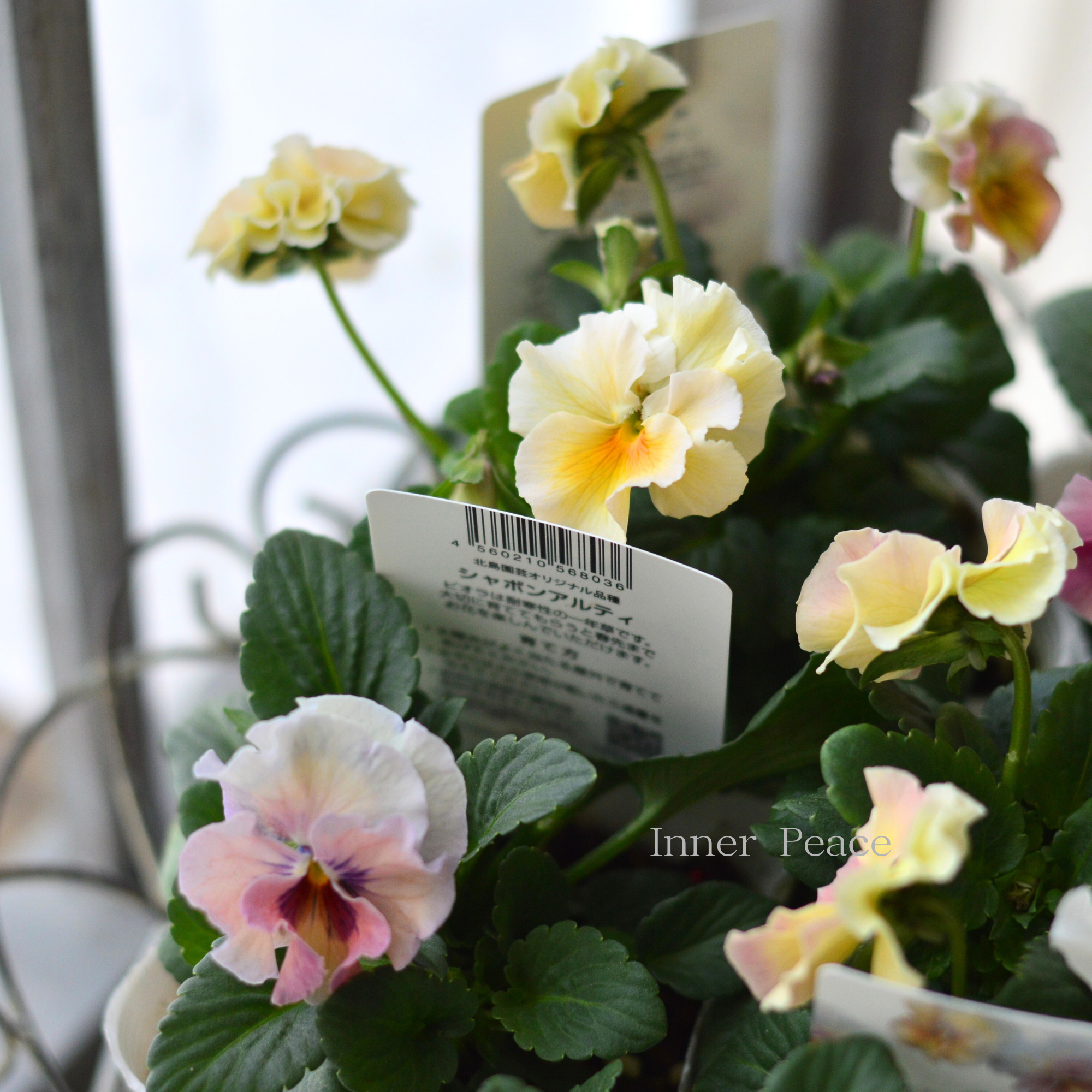 【北島園芸さん】 ビオラ　『シャボンアルティ』　　3.5寸POT