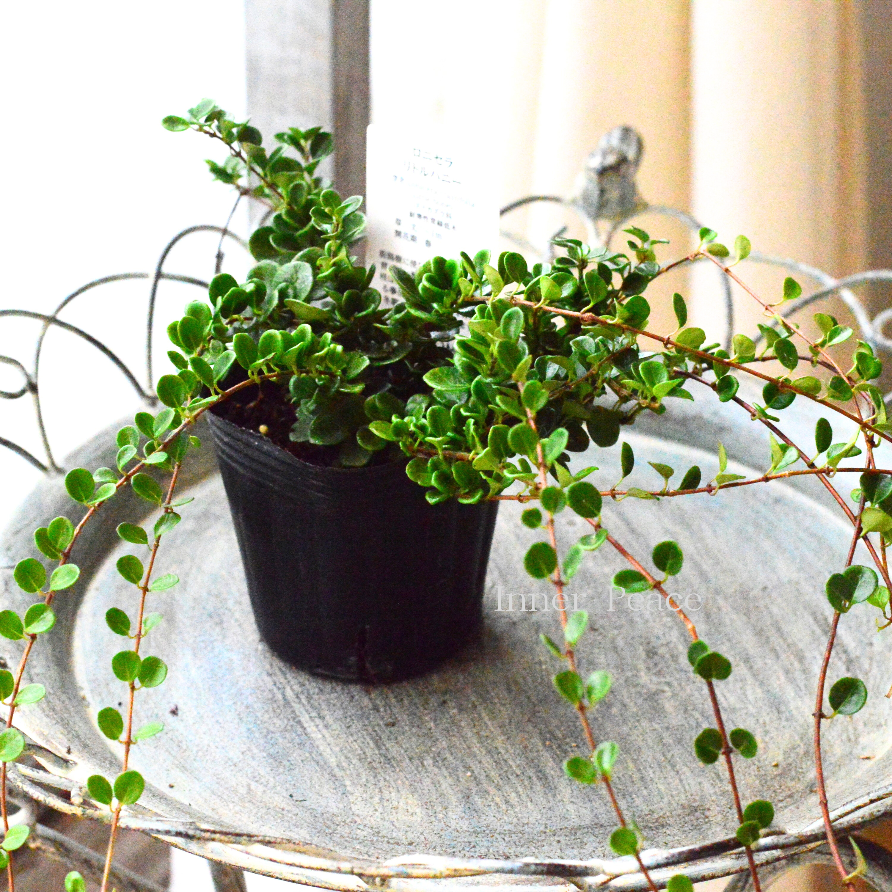 【枝垂れ咲き】 ロニセラ　『リトルハニー』　　3寸POT