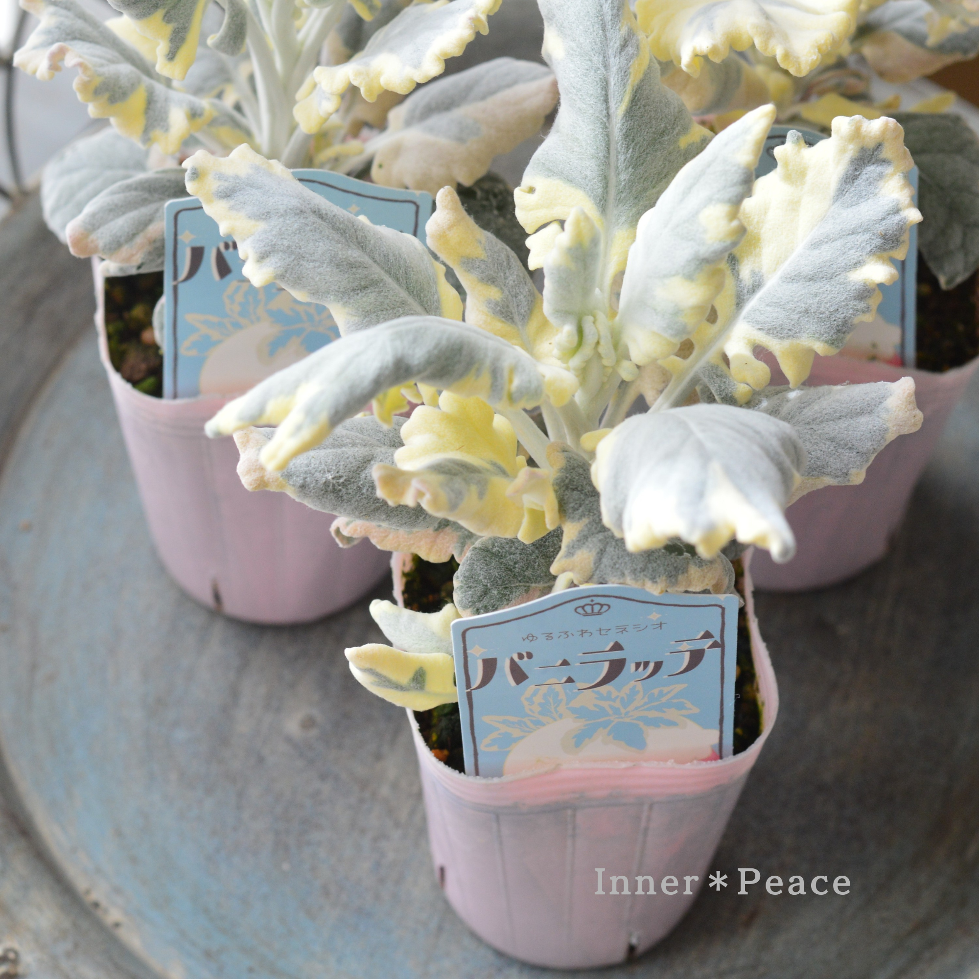 【寄せ植えに】 セネシオ　『バニラッテ』　　2.5寸POT