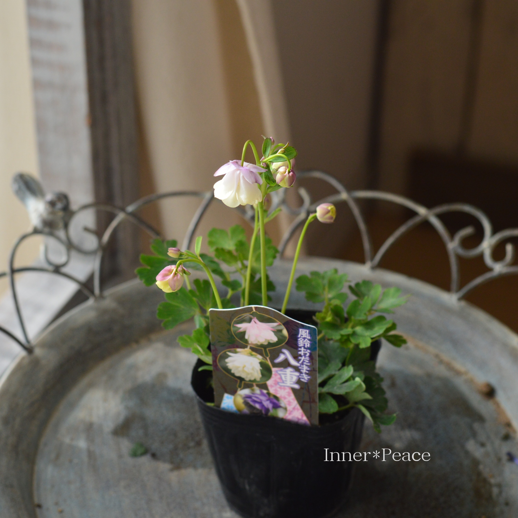 風鈴オダマキ 『ピンク×ホワイト系』　3寸POT