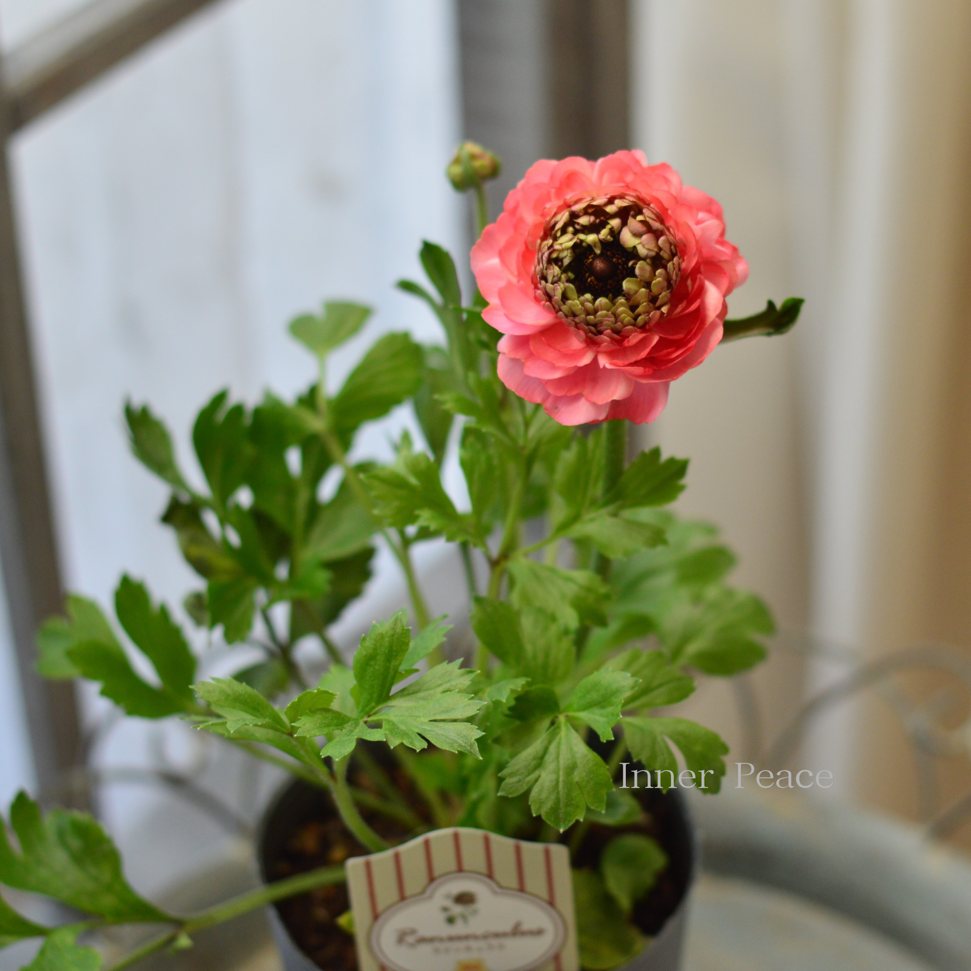 【豪華】 ラナンキュラス （ミックス）『サーモン系』　3.5寸ロングPOT