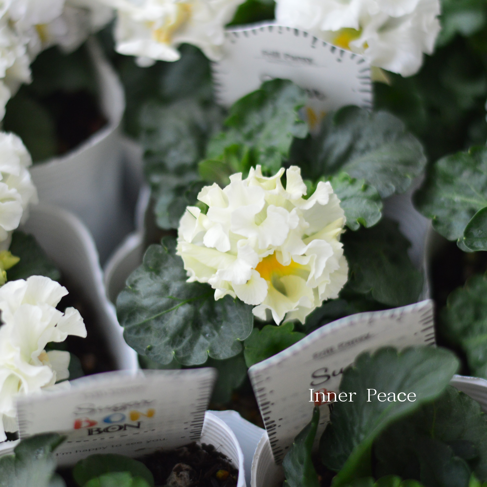 【湘南Berryさん】 フリルパンジー 『シュガーボンボン・ホワイト系』　3寸POT