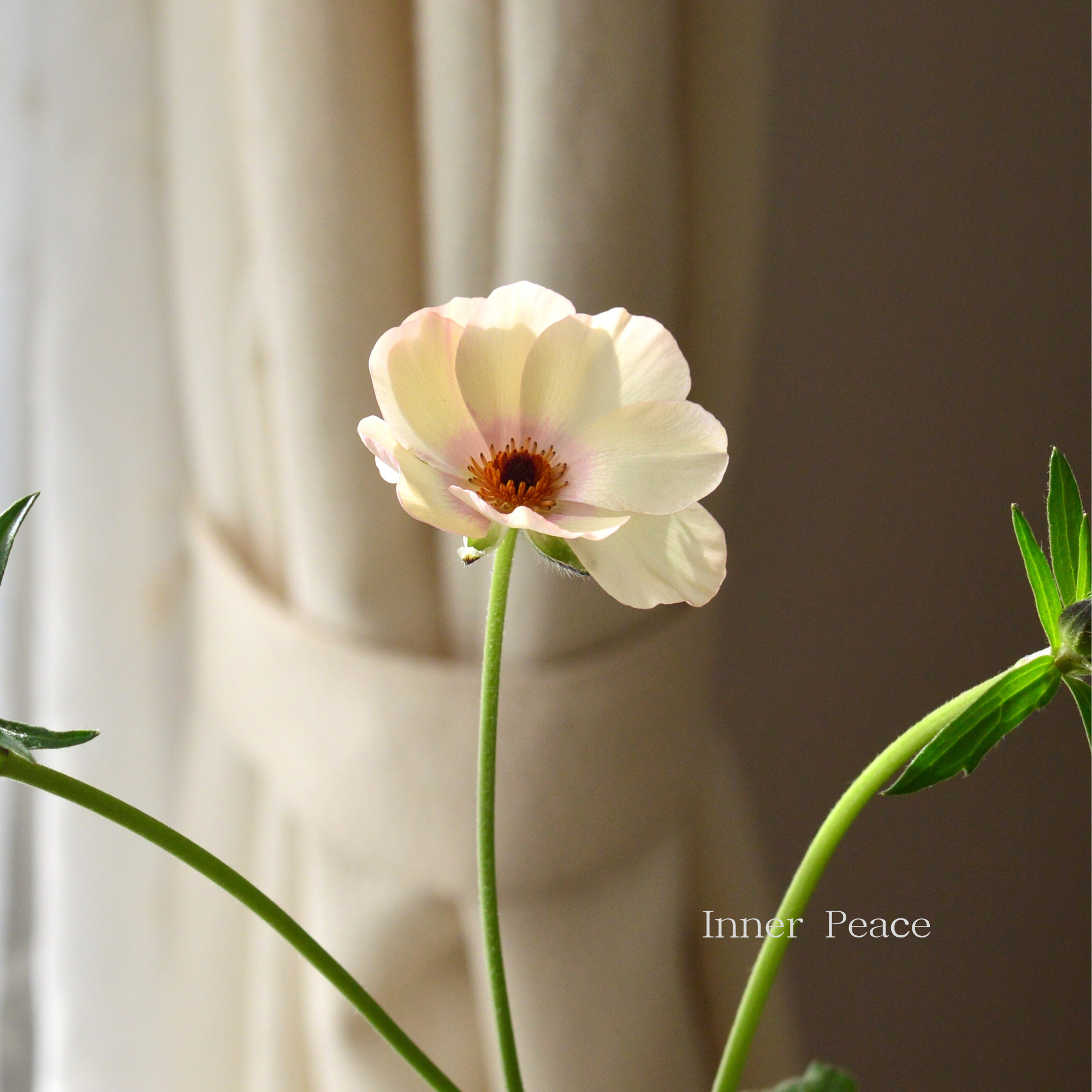 【美しい】 ラナンキュラス・ラックス 『メリッサ』　 4寸POT