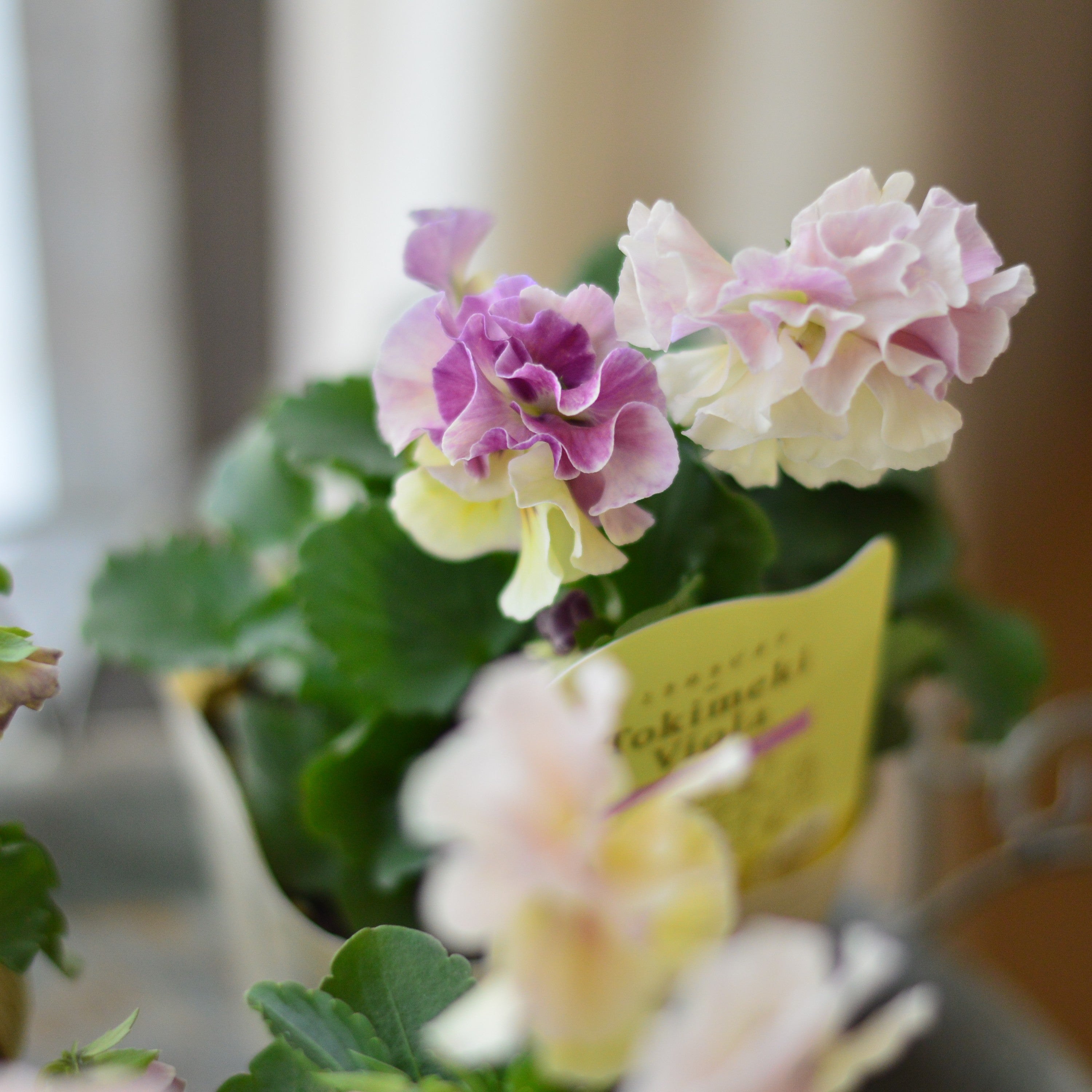 【奥田園芸さん】 ときめきビオラ　『シフォンドレス』　3.5寸POT