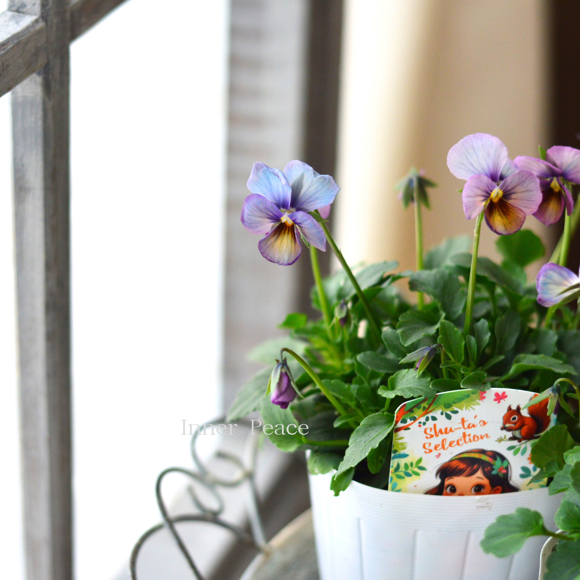 【希少】 おひとり様１苗限定　ビオラ　『パルプンテ』　　3.5寸POT