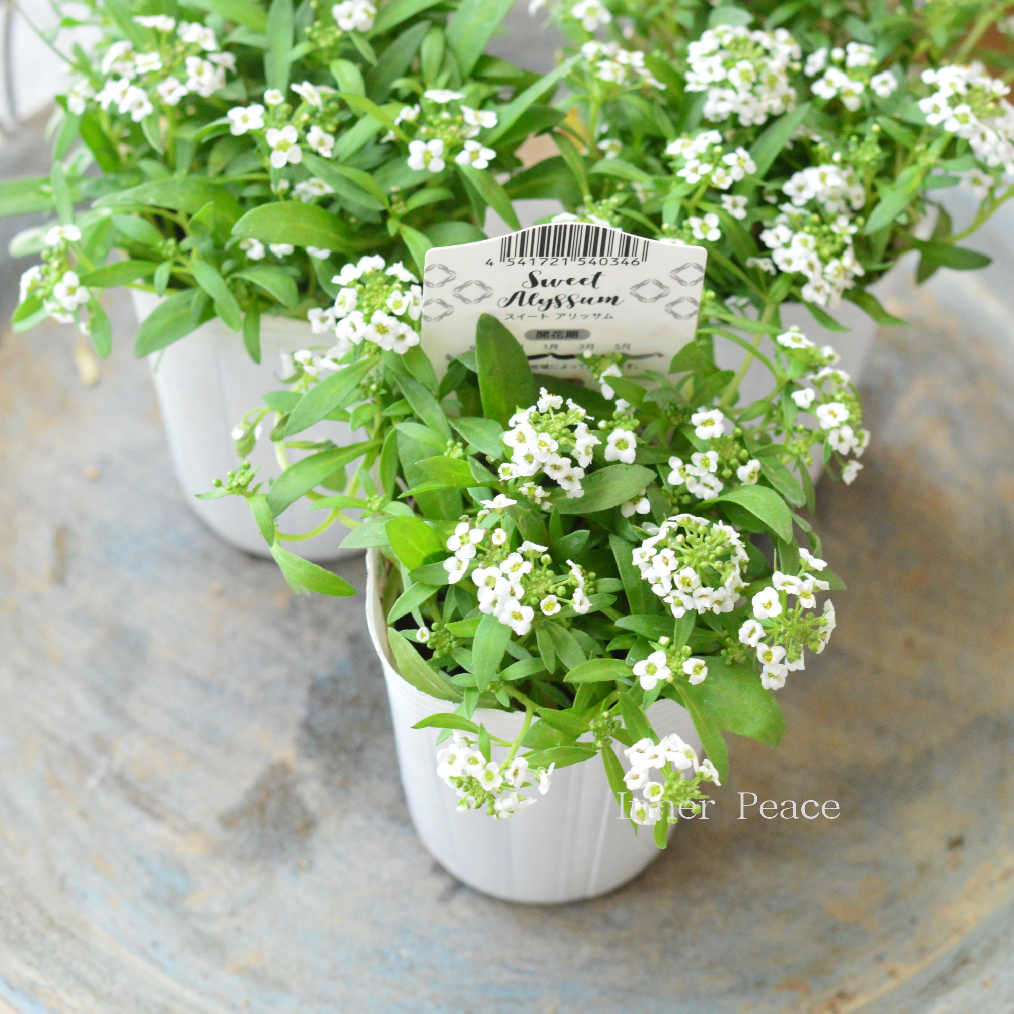 【かわいい】 スイートアリッサム　『アルーレ・ホワイト』　2.5寸POT